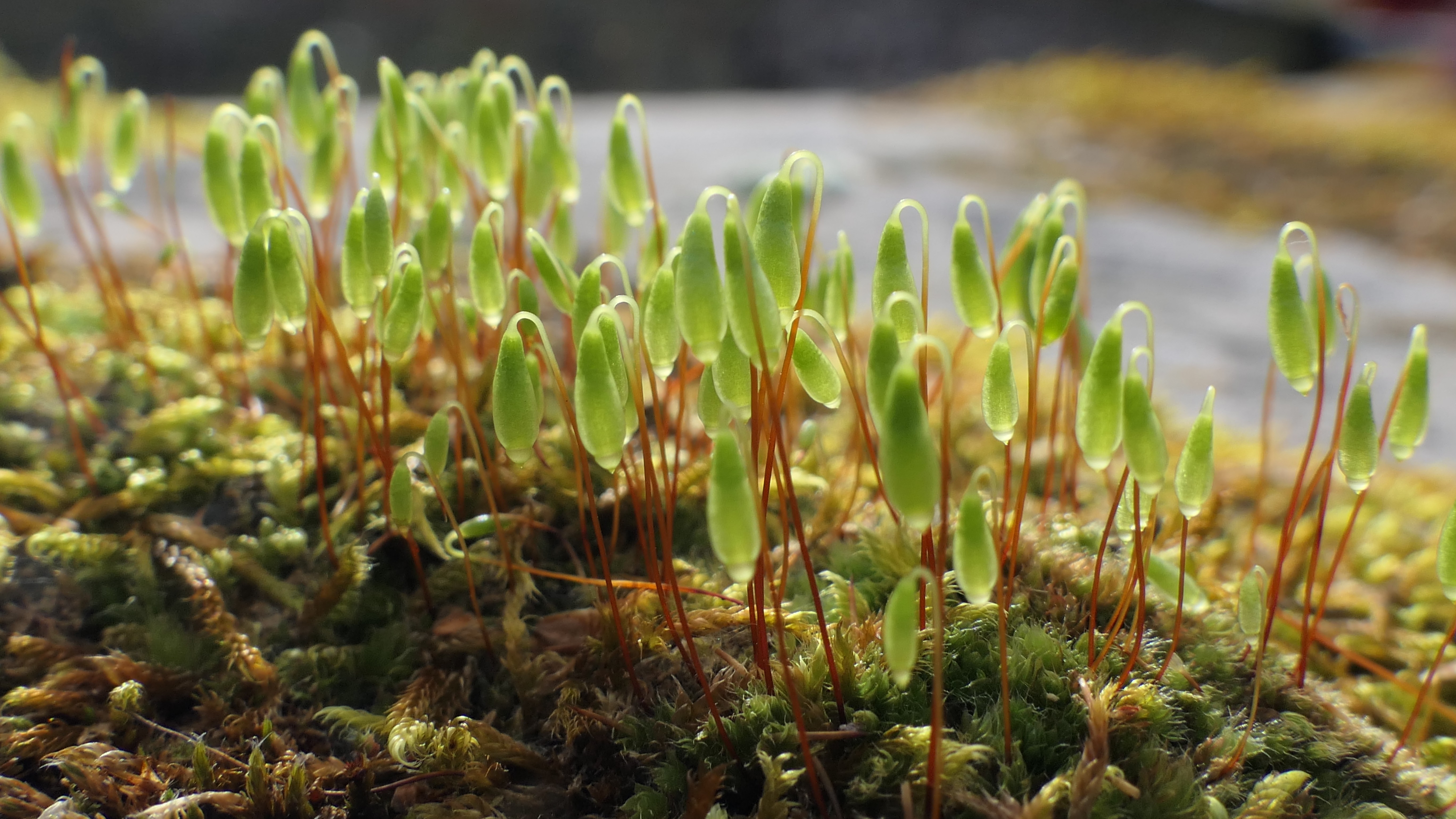 22-Mar London’s Wild Green Wonders Section Image