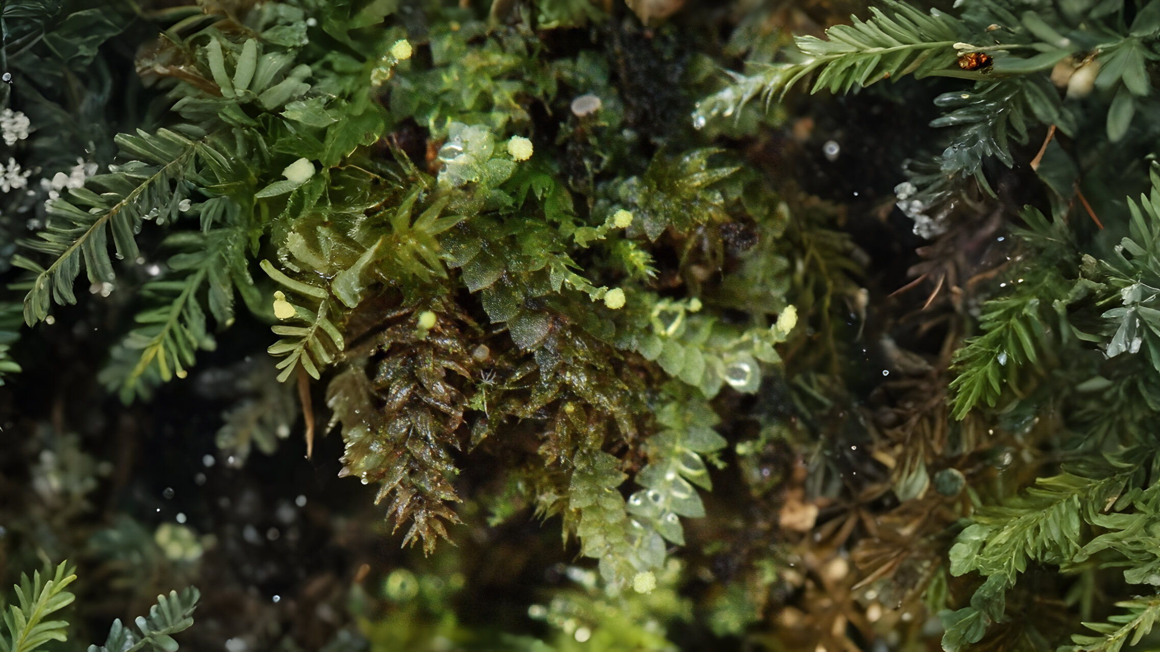 22-Mar London’s Wild Green Wonders Section Image