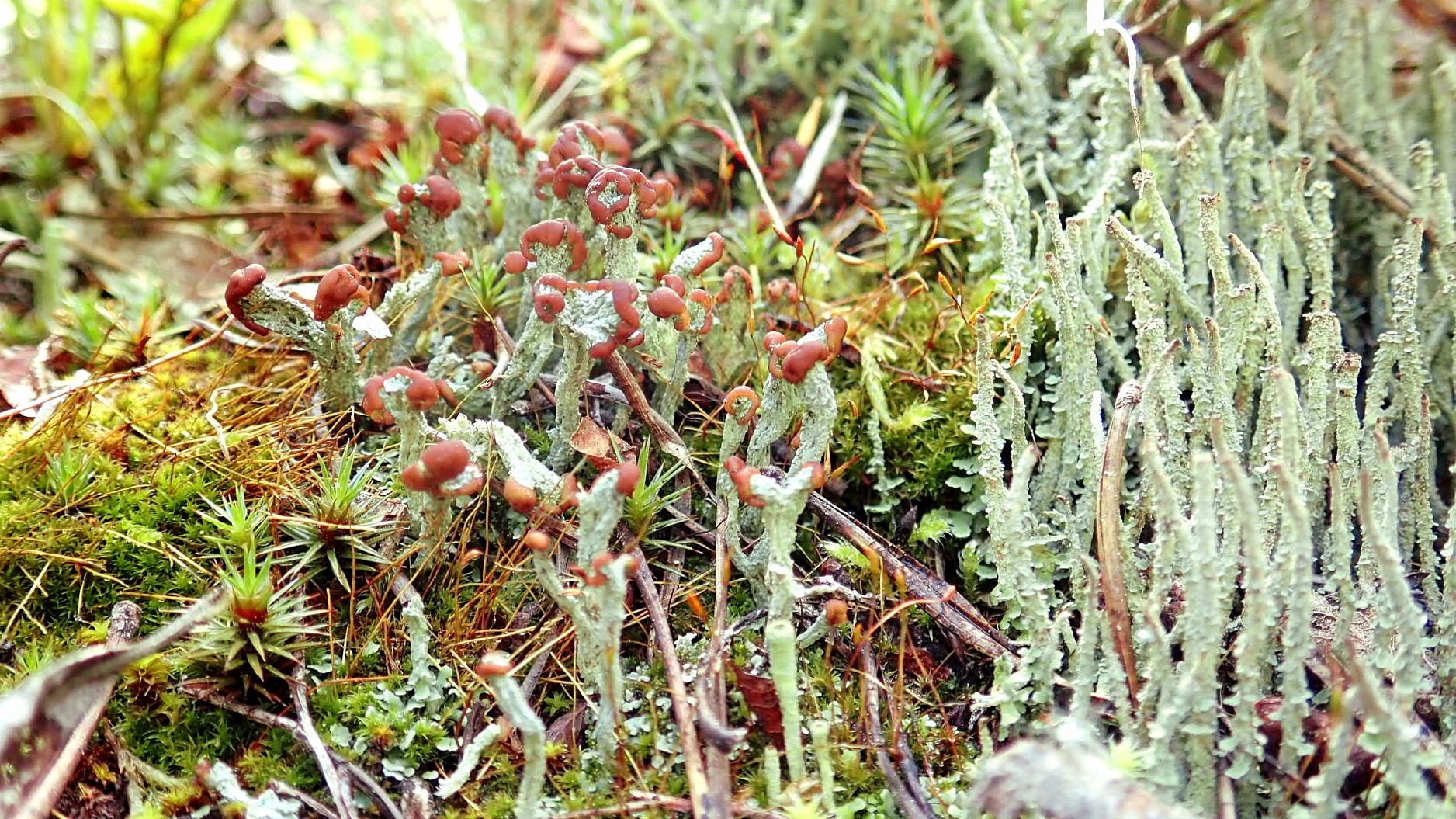 22-Mar London’s Wild Green Wonders Section Image