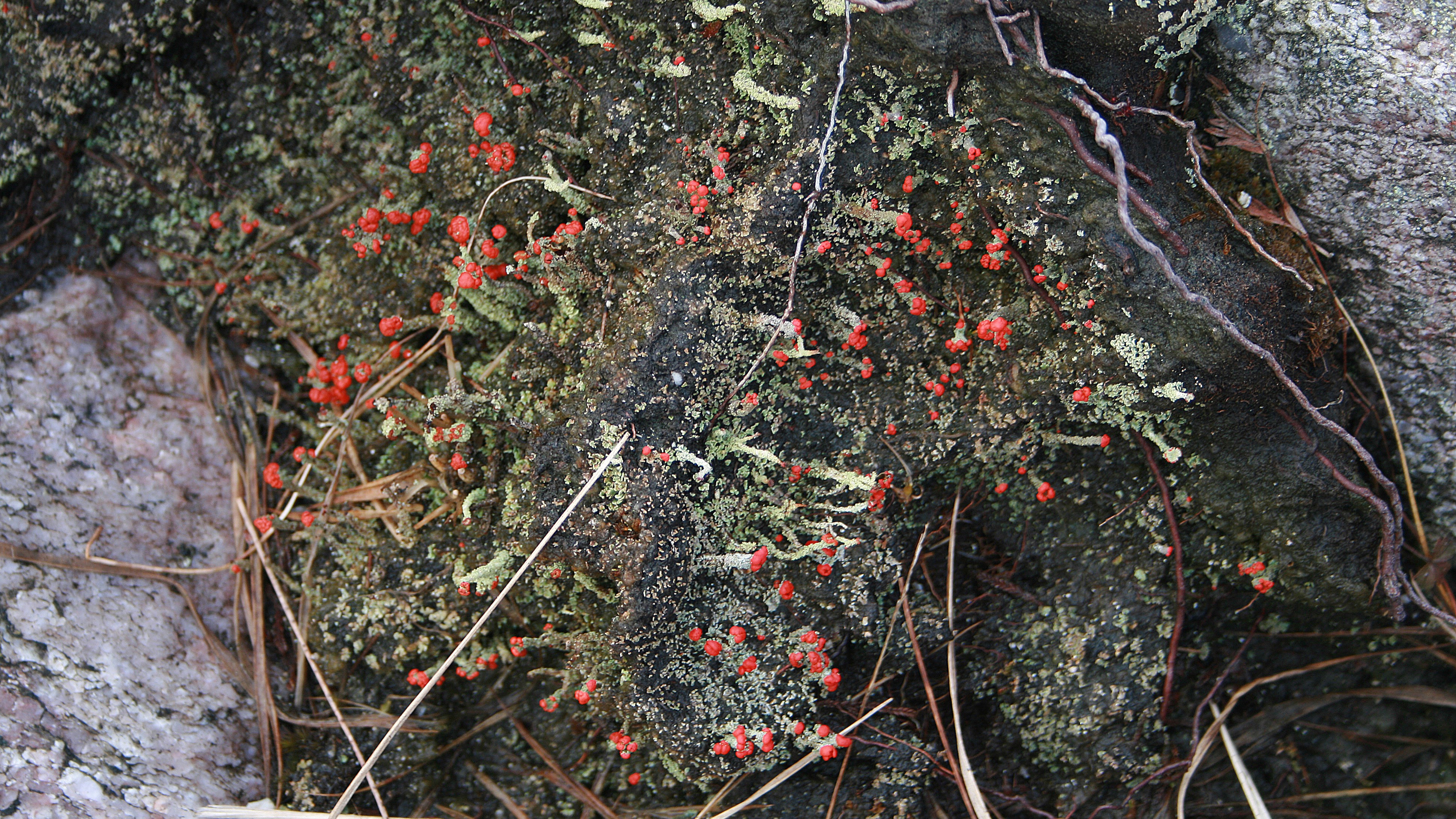 22-Mar London’s Wild Green Wonders Section Image