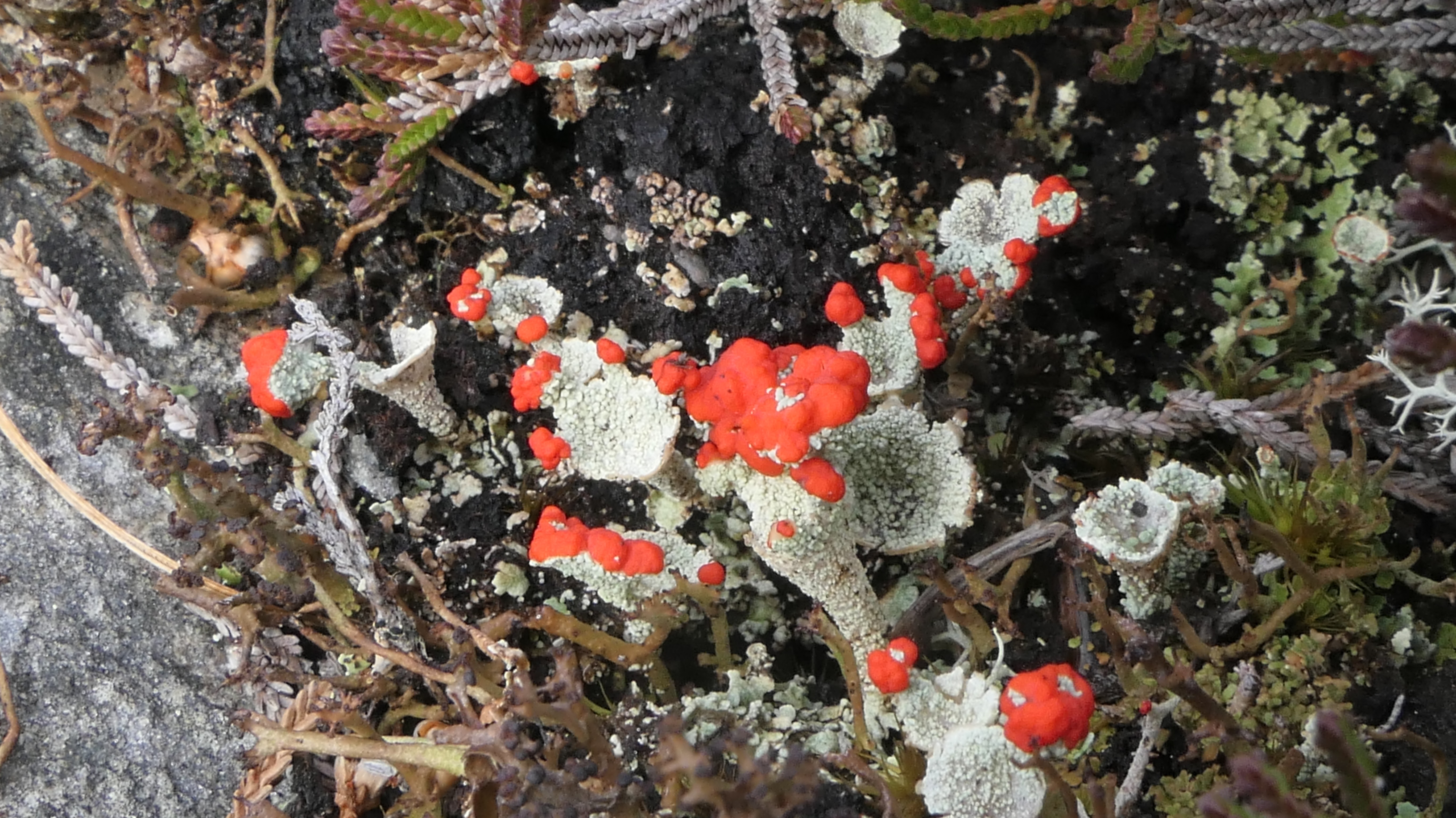 22-Mar London’s Wild Green Wonders Section Image
