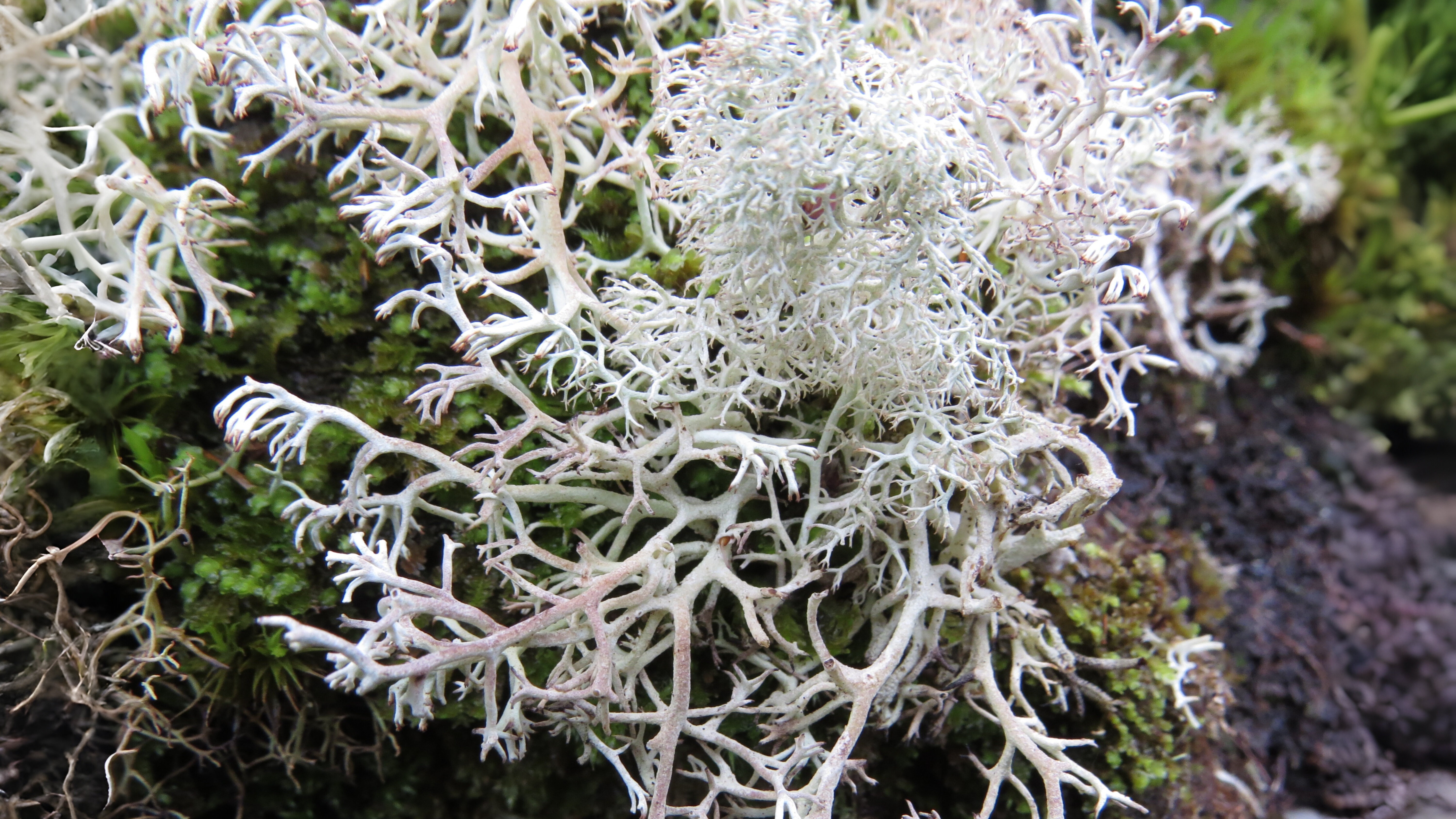 22-Mar London’s Wild Green Wonders Section Image