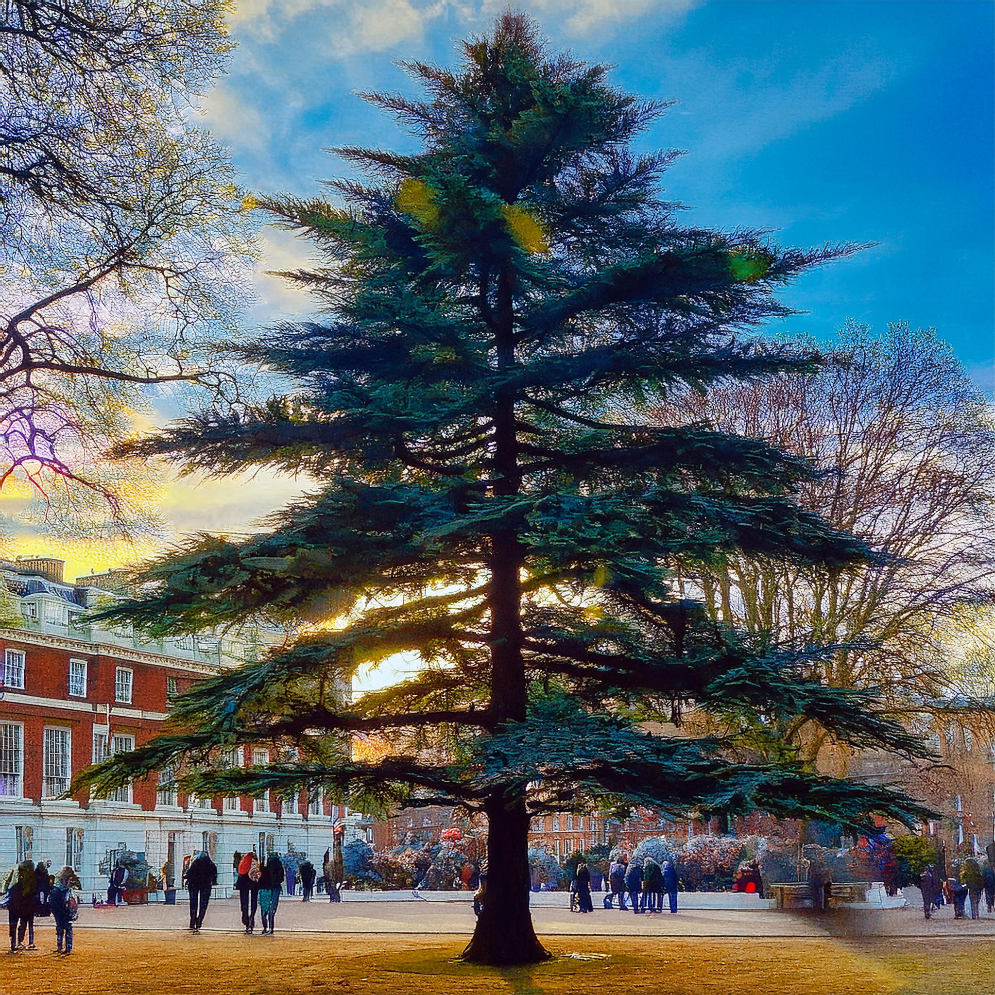 22-Jan Fragrant World of Conifers