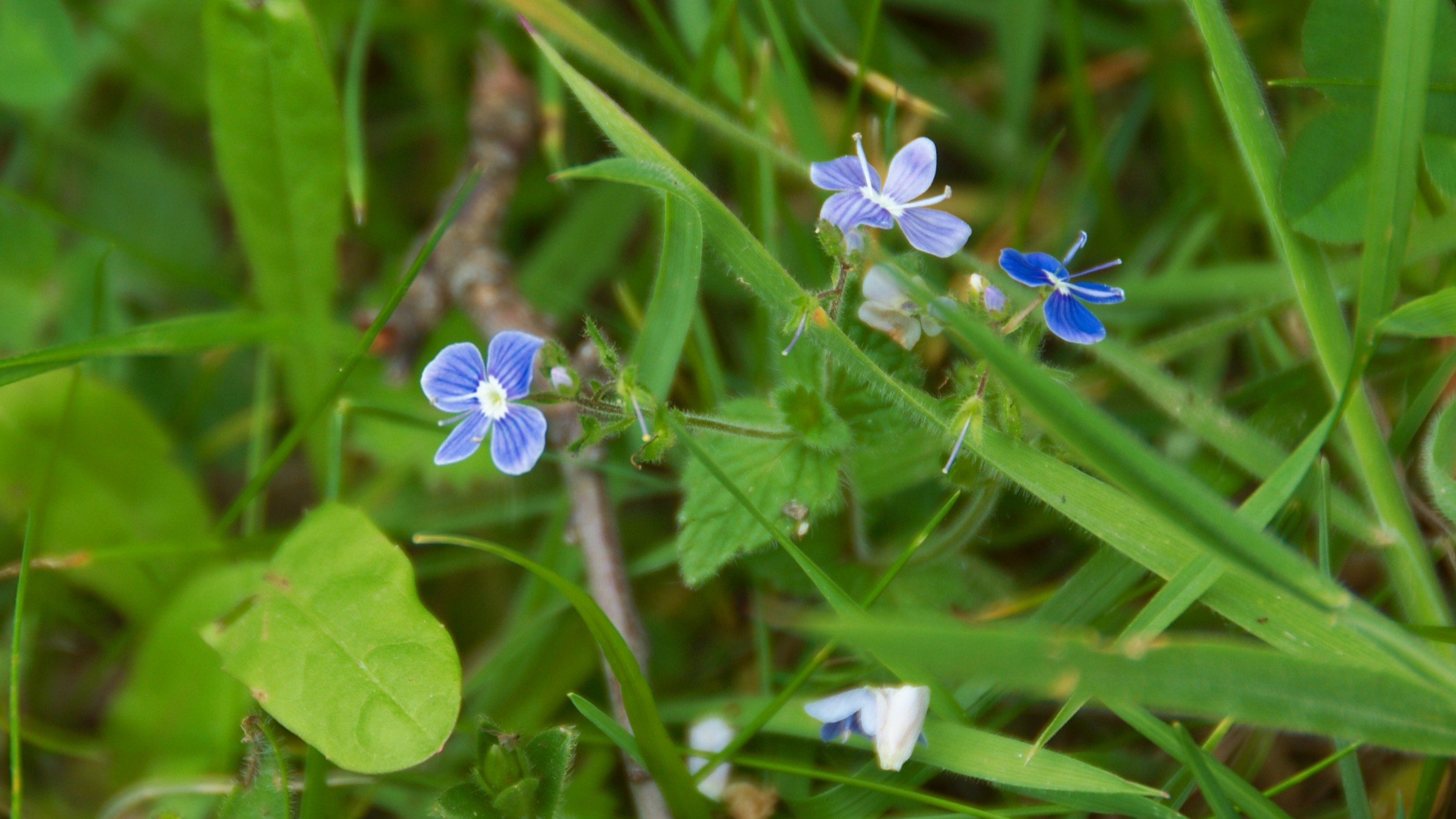 22-Feb First Wild Flowers of the Year Section Image
