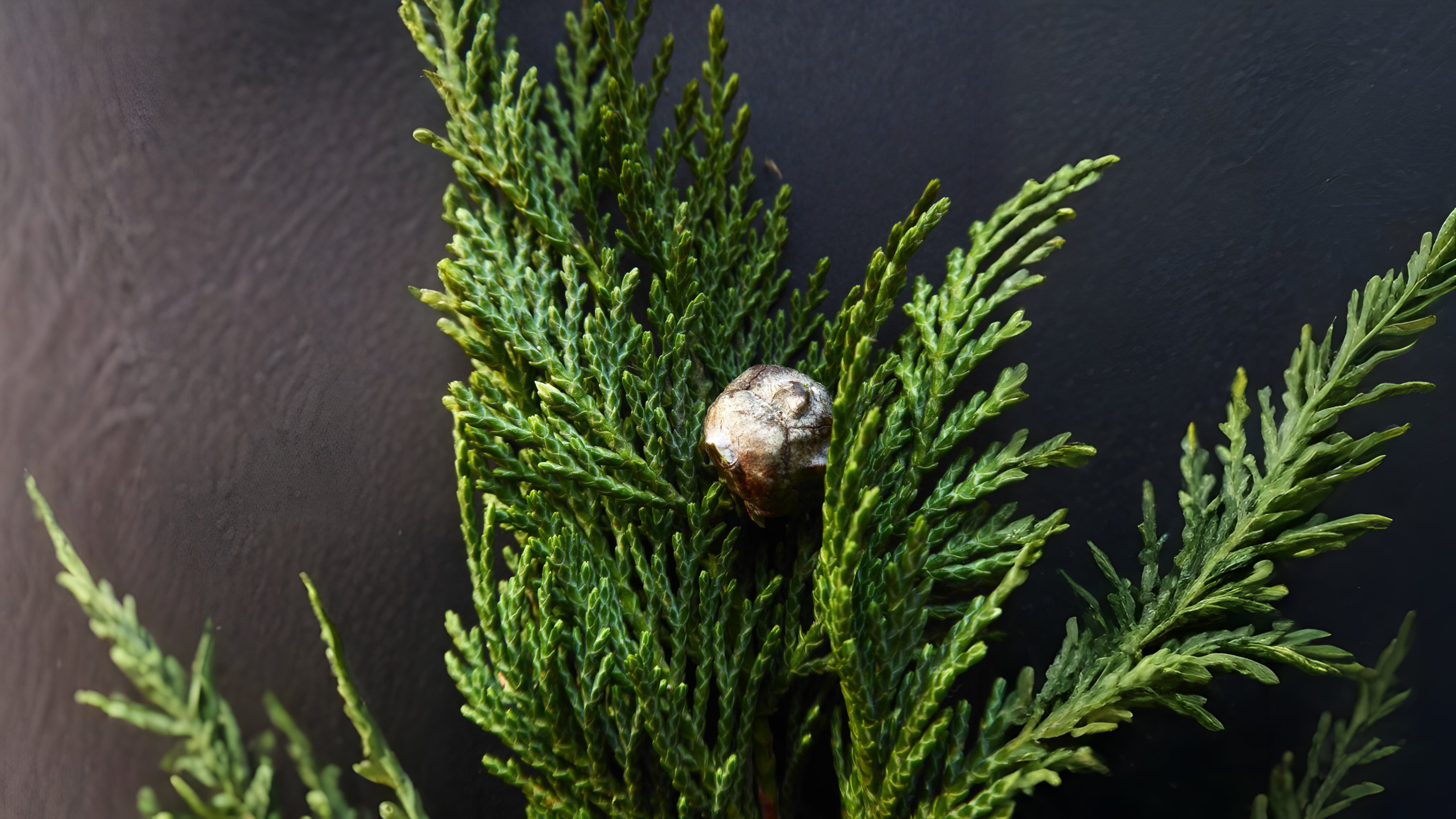 22-Jan Fragrant World of Conifers Section Image