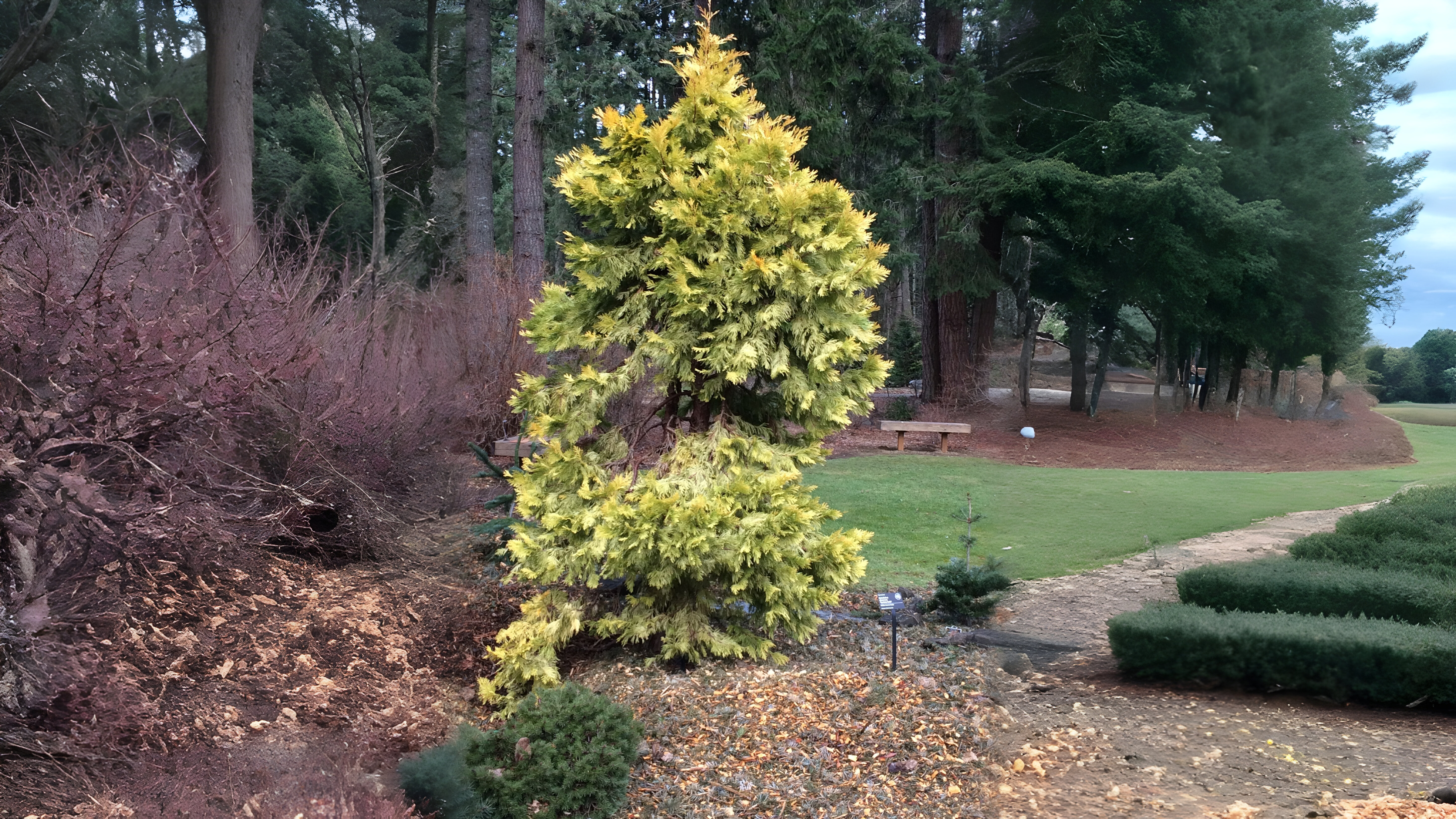 22-Jan Fragrant World of Conifers Section Image