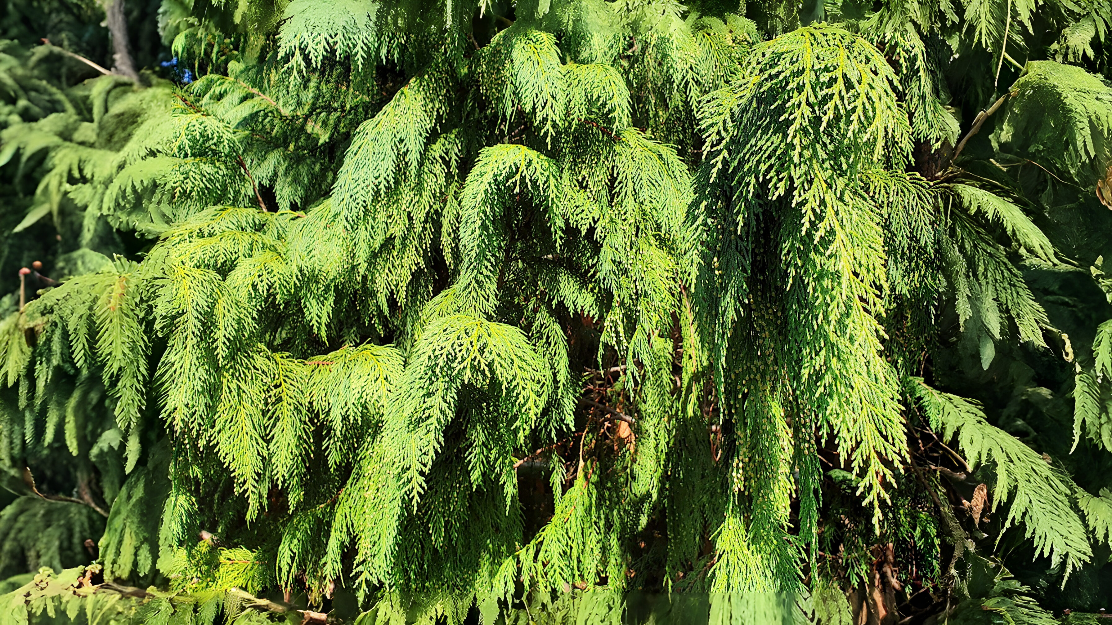 22-Jan Fragrant World of Conifers Section Image