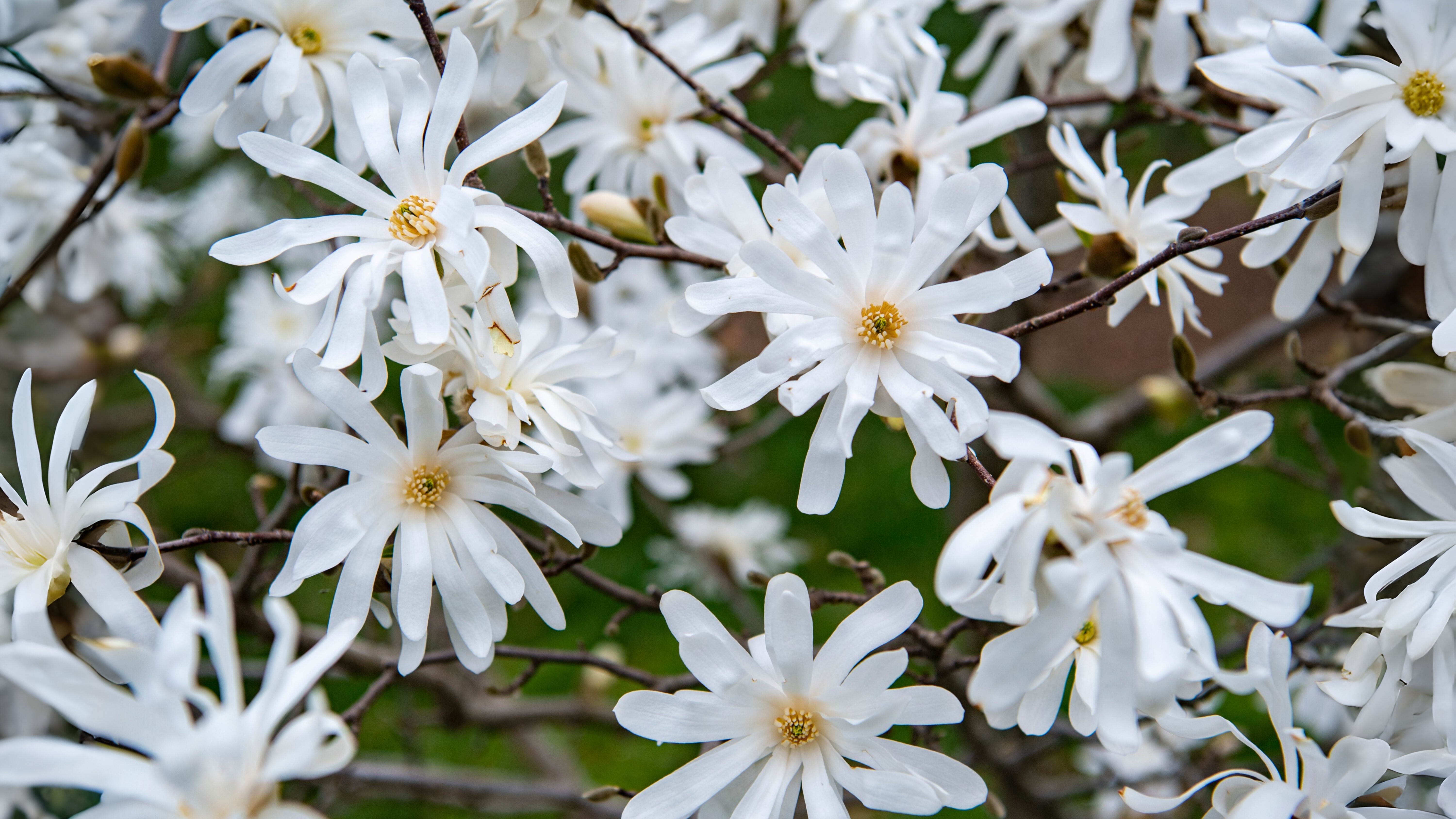 23-Mar London’s Magnolia Magic Section Image