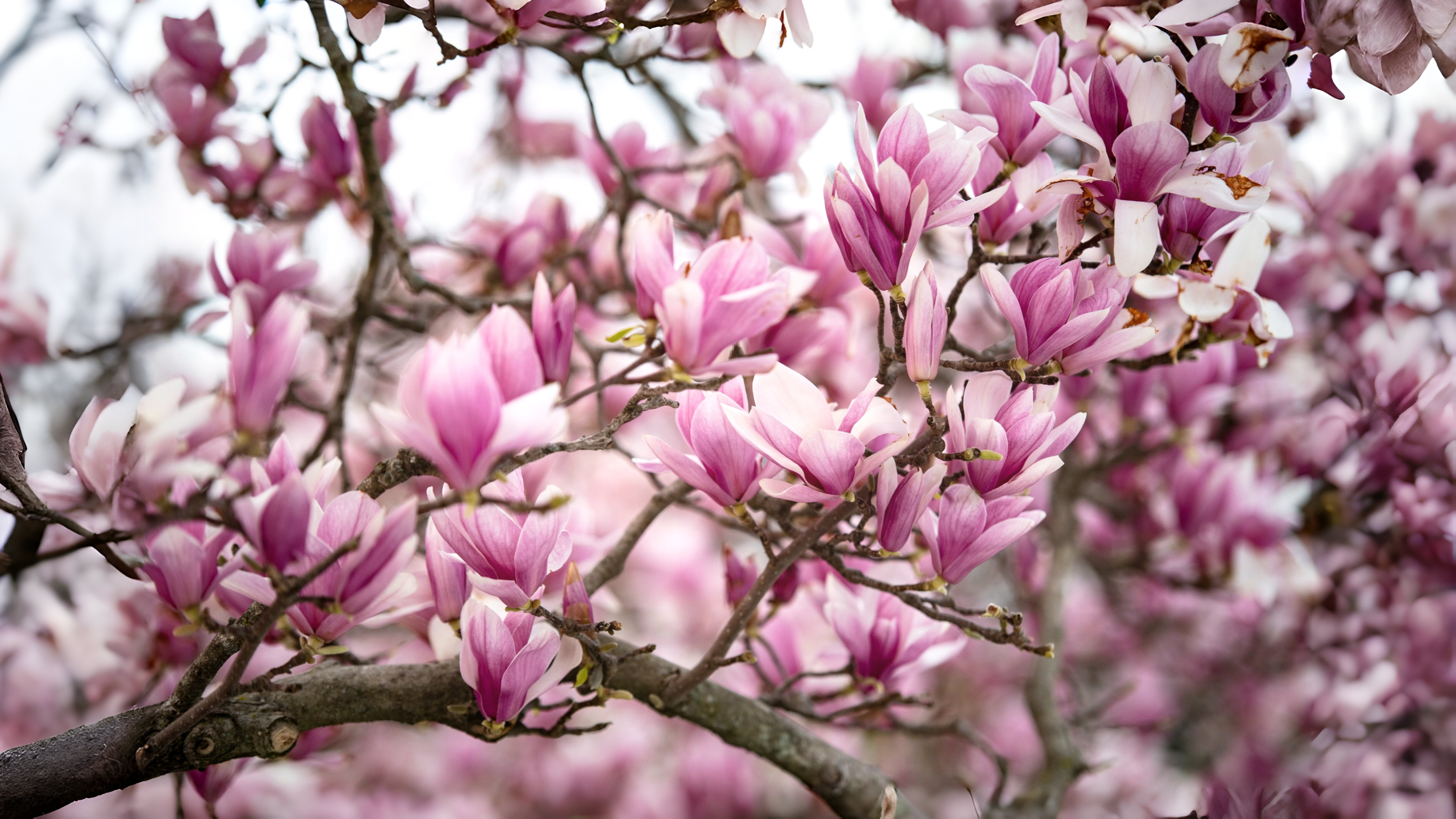 23-Mar London’s Magnolia Magic Section Image
