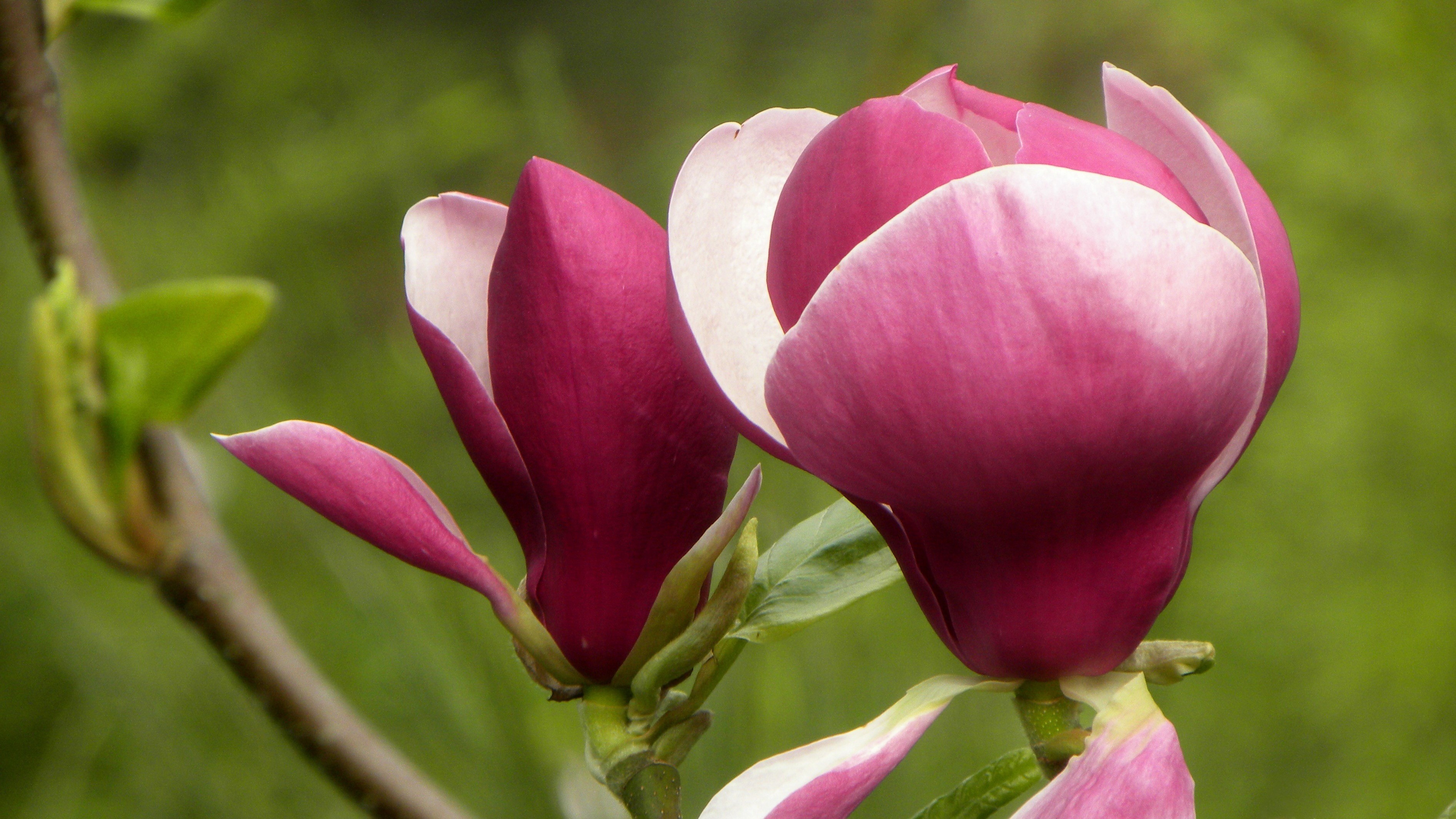 23-Mar London’s Magnolia Magic Section Image