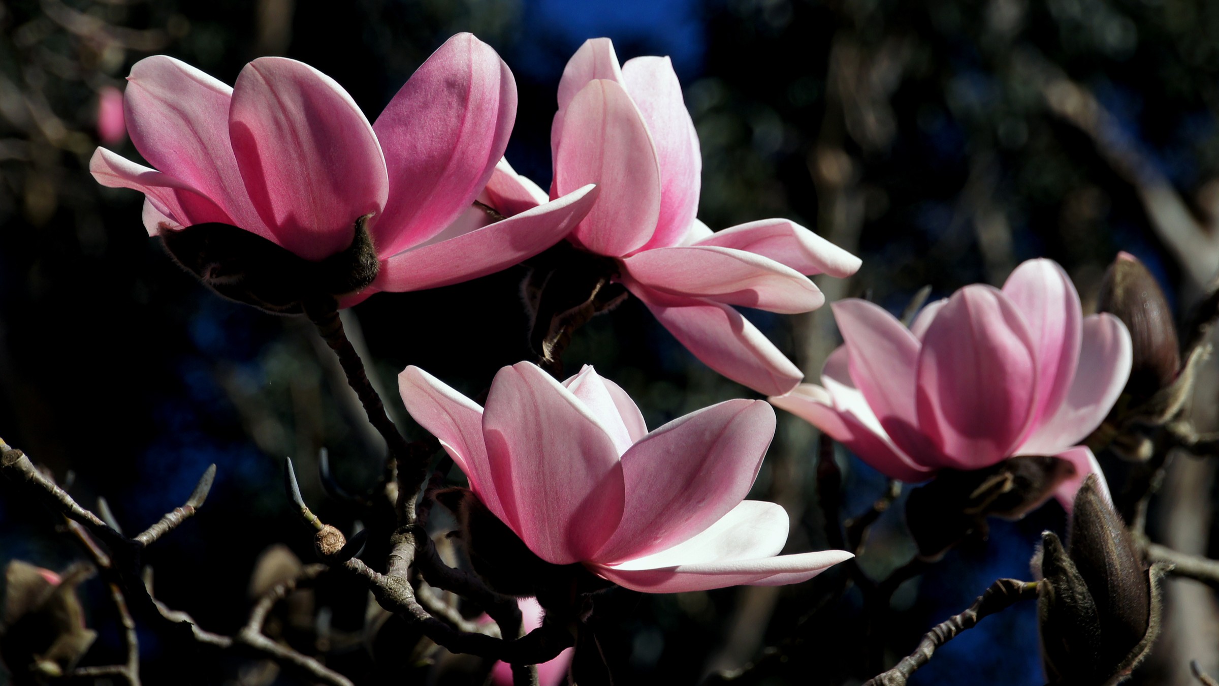 23-Mar London’s Magnolia Magic Section Image