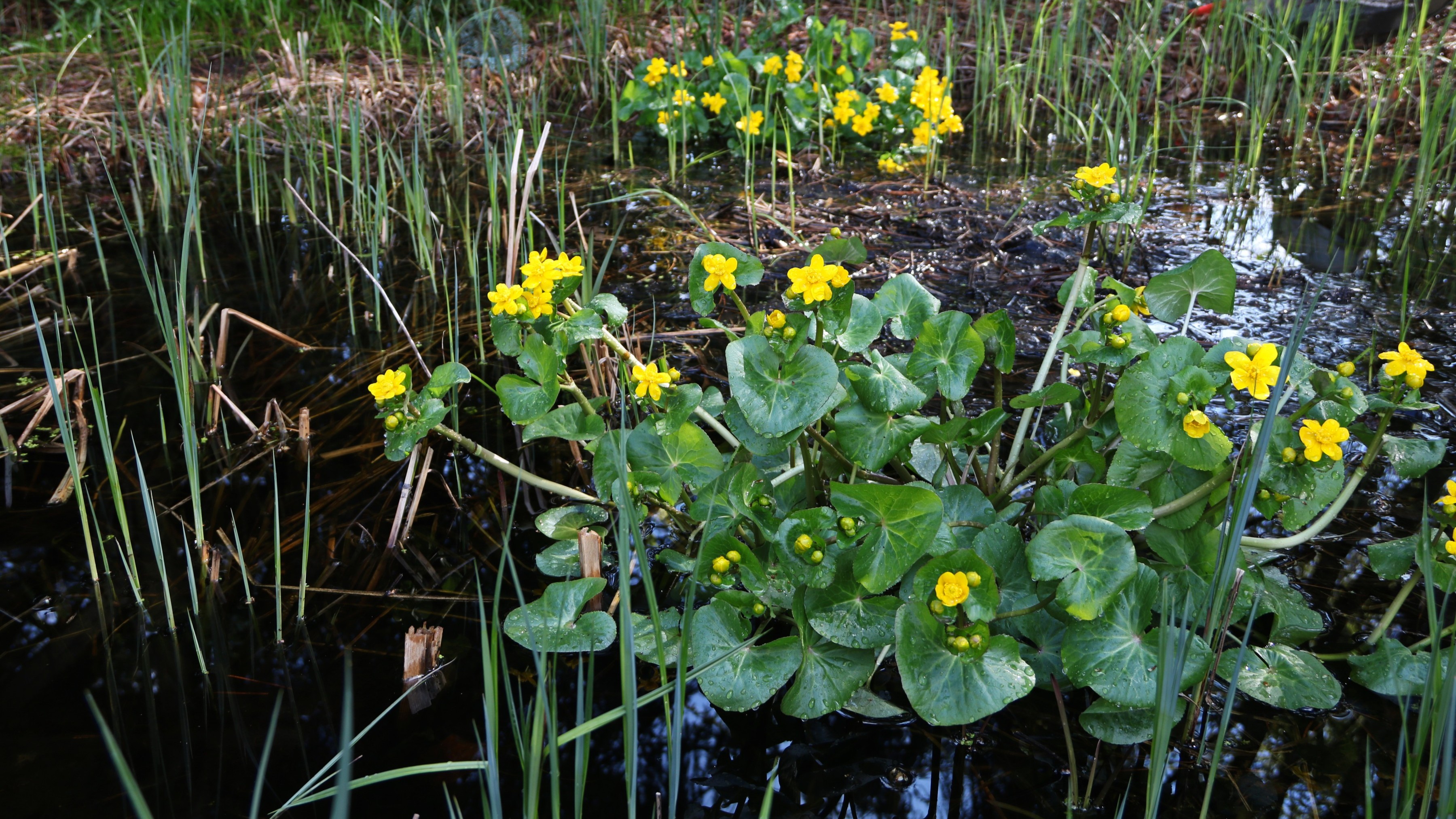 23-Apr Golden Blooms: Buttercups & Ladies Smock" Section Image