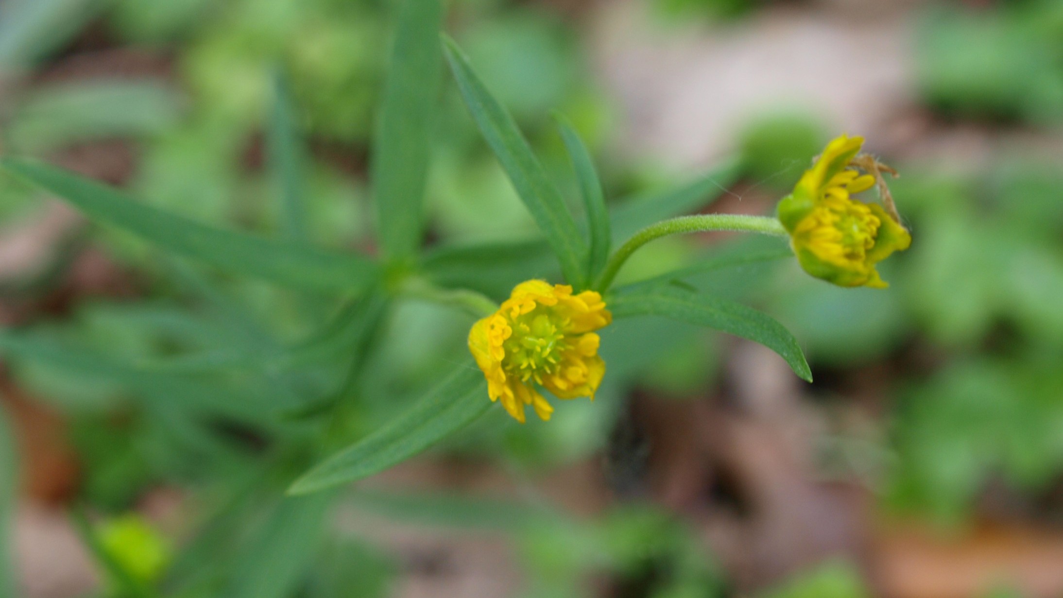 23-Apr Golden Blooms: Buttercups & Ladies Smock" Section Image