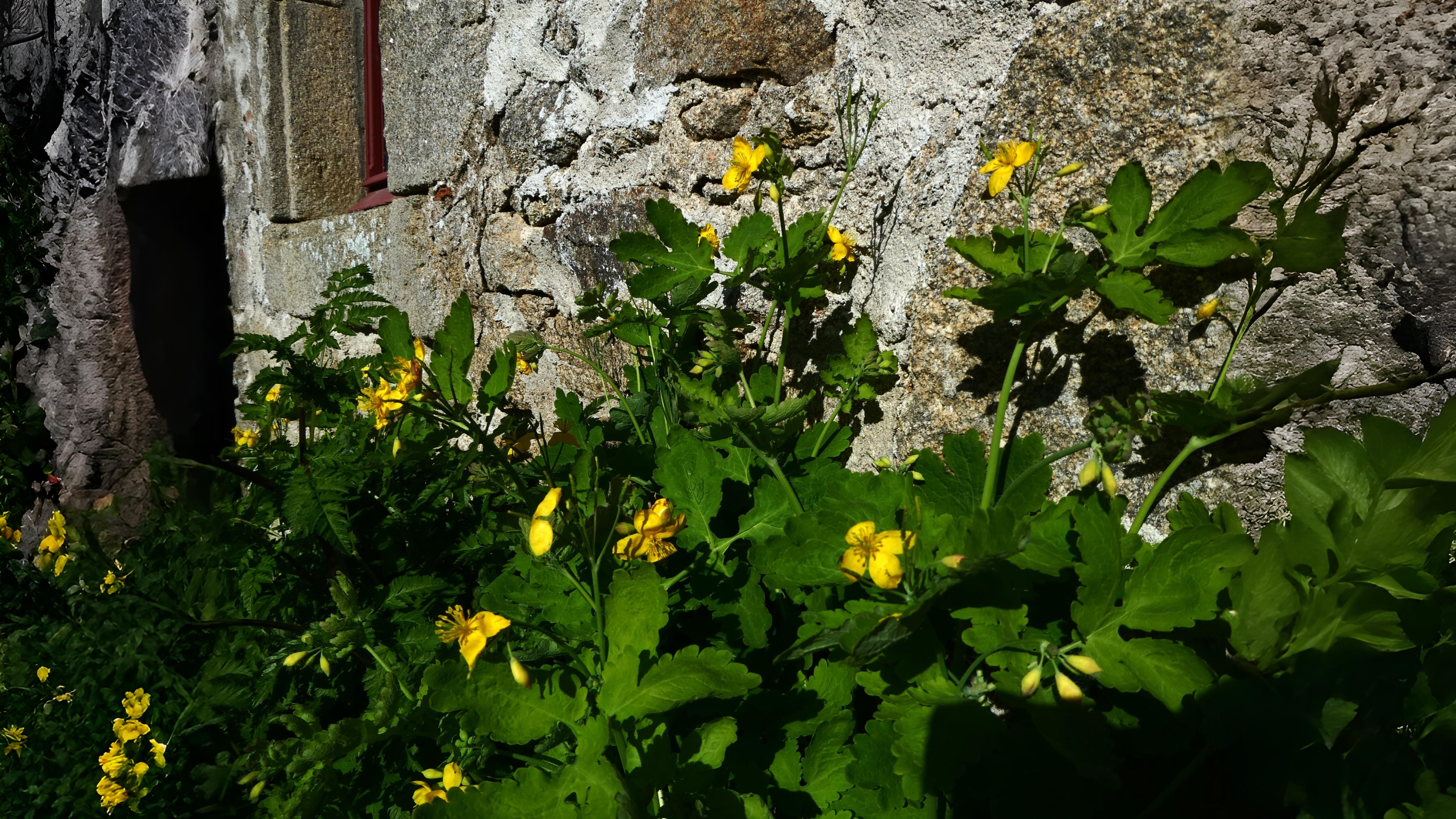 23-Apr Golden Blooms: Buttercups & Ladies Smock" Section Image