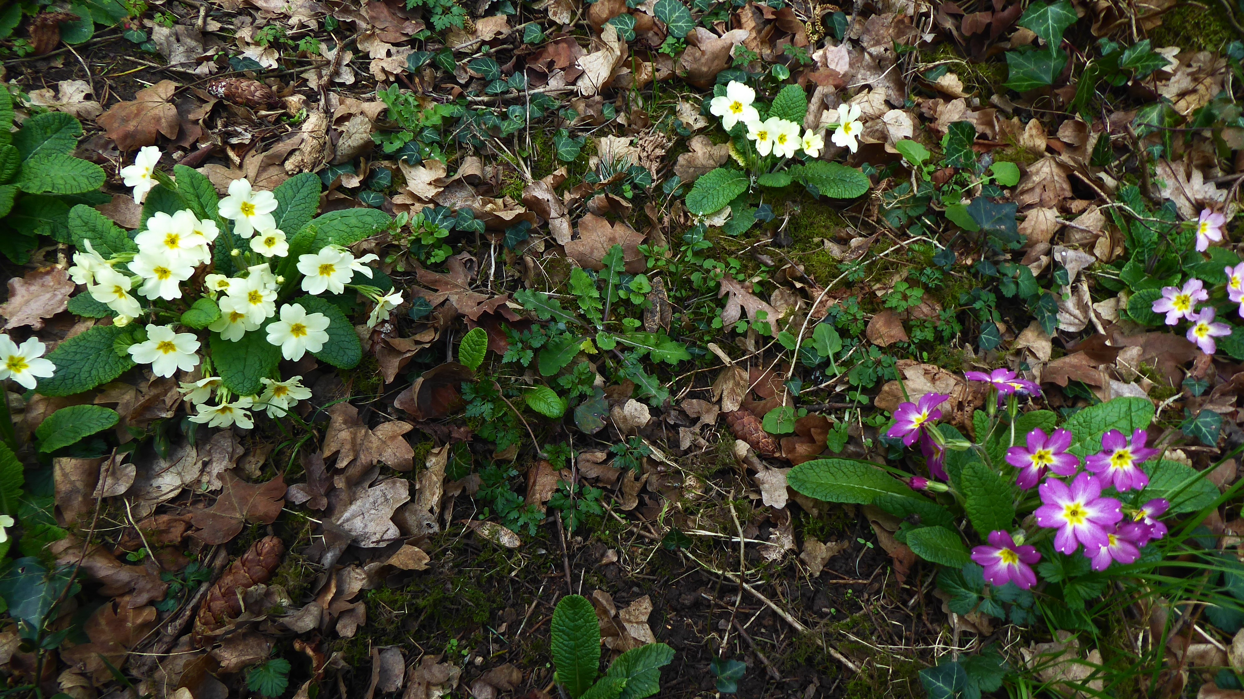 23-Feb Primroses and Violets in Bloom Section Image