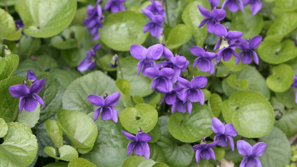 23-Feb Primroses and Violets in Bloom Section Image