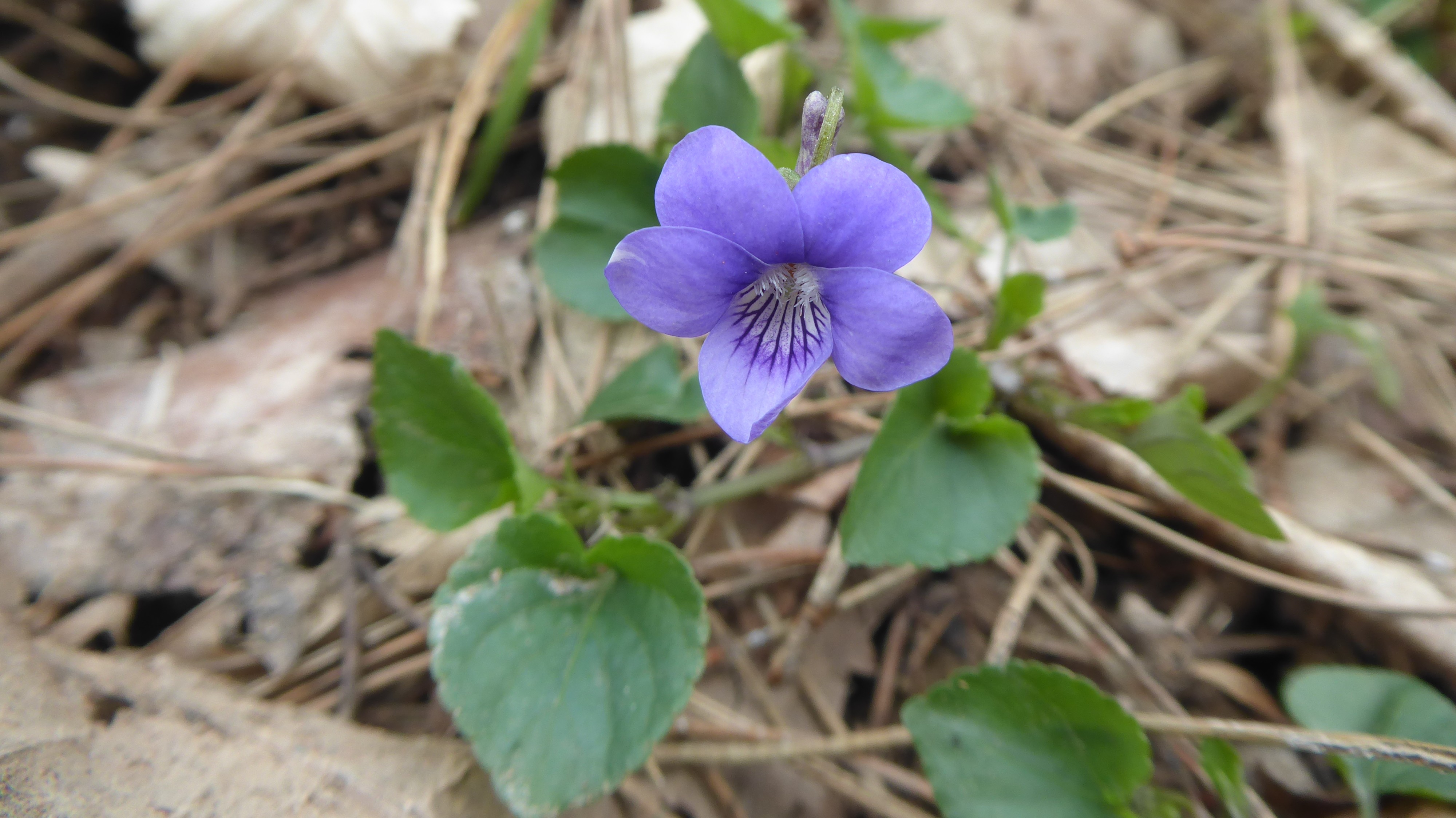 23-Feb Primroses and Violets in Bloom Section Image