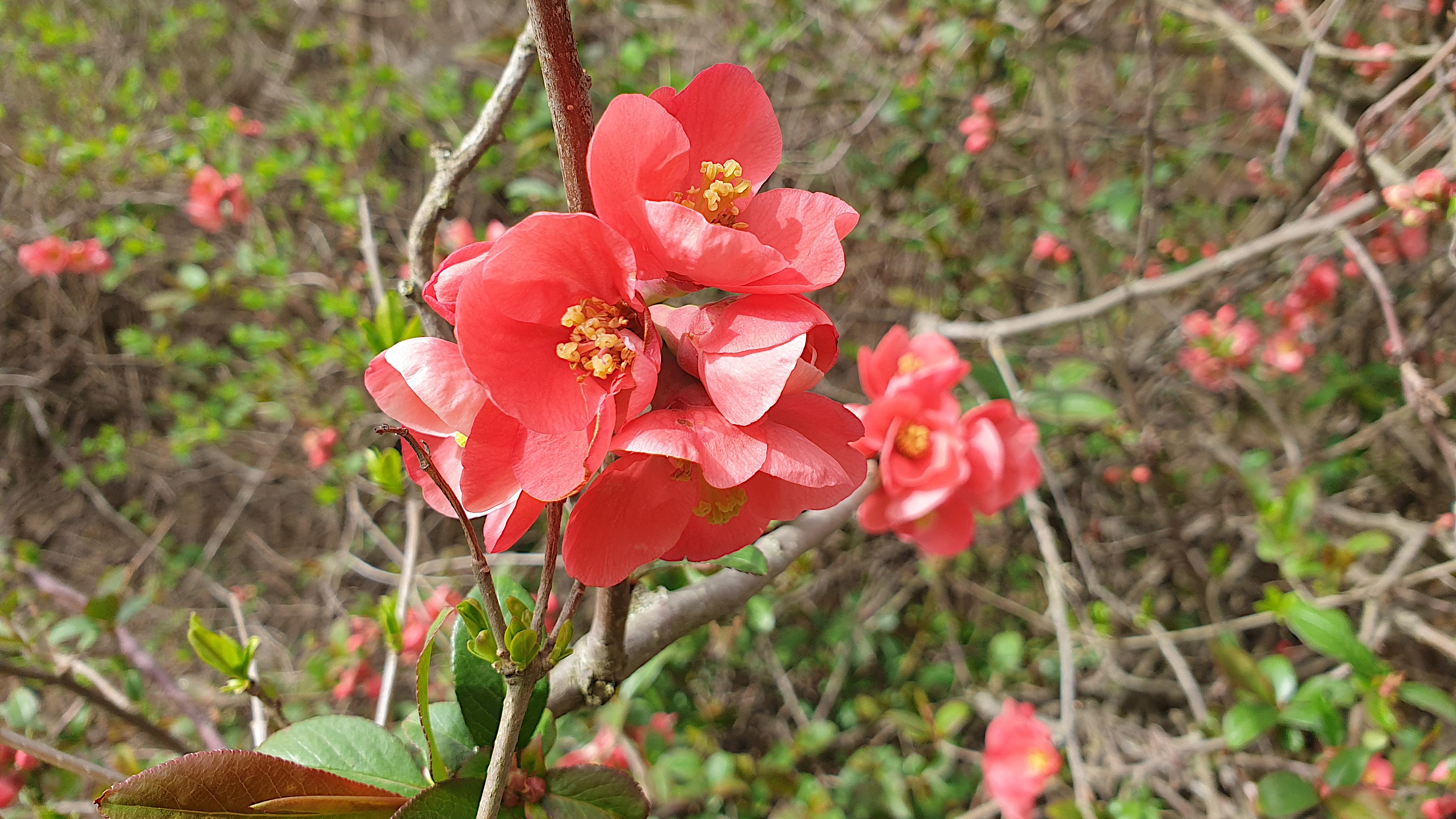 23-Jan January's Garden Shrubs Section Image