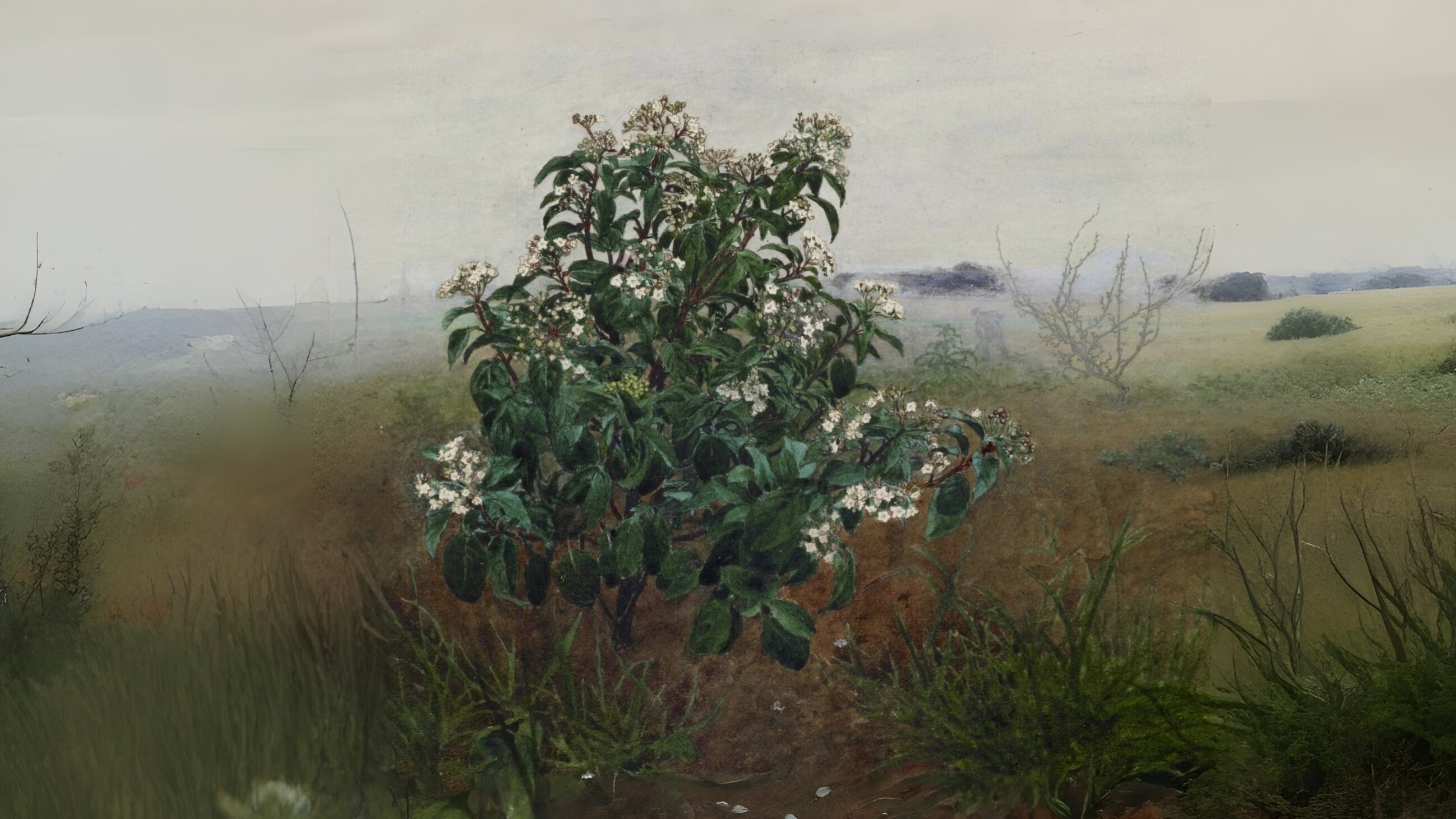 23-Jan January's Garden Shrubs Section Image