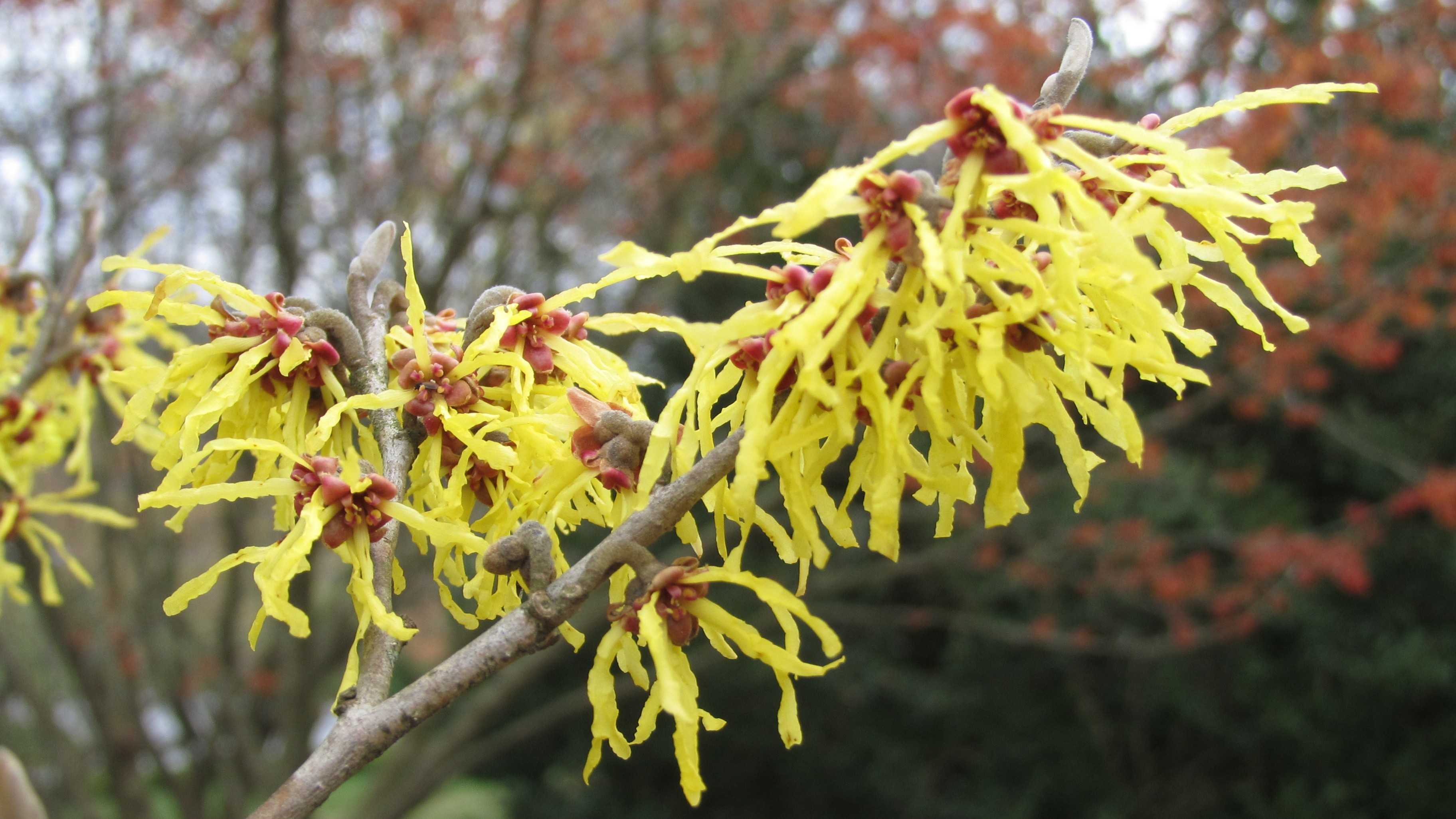 23-Jan January's Garden Shrubs Section Image