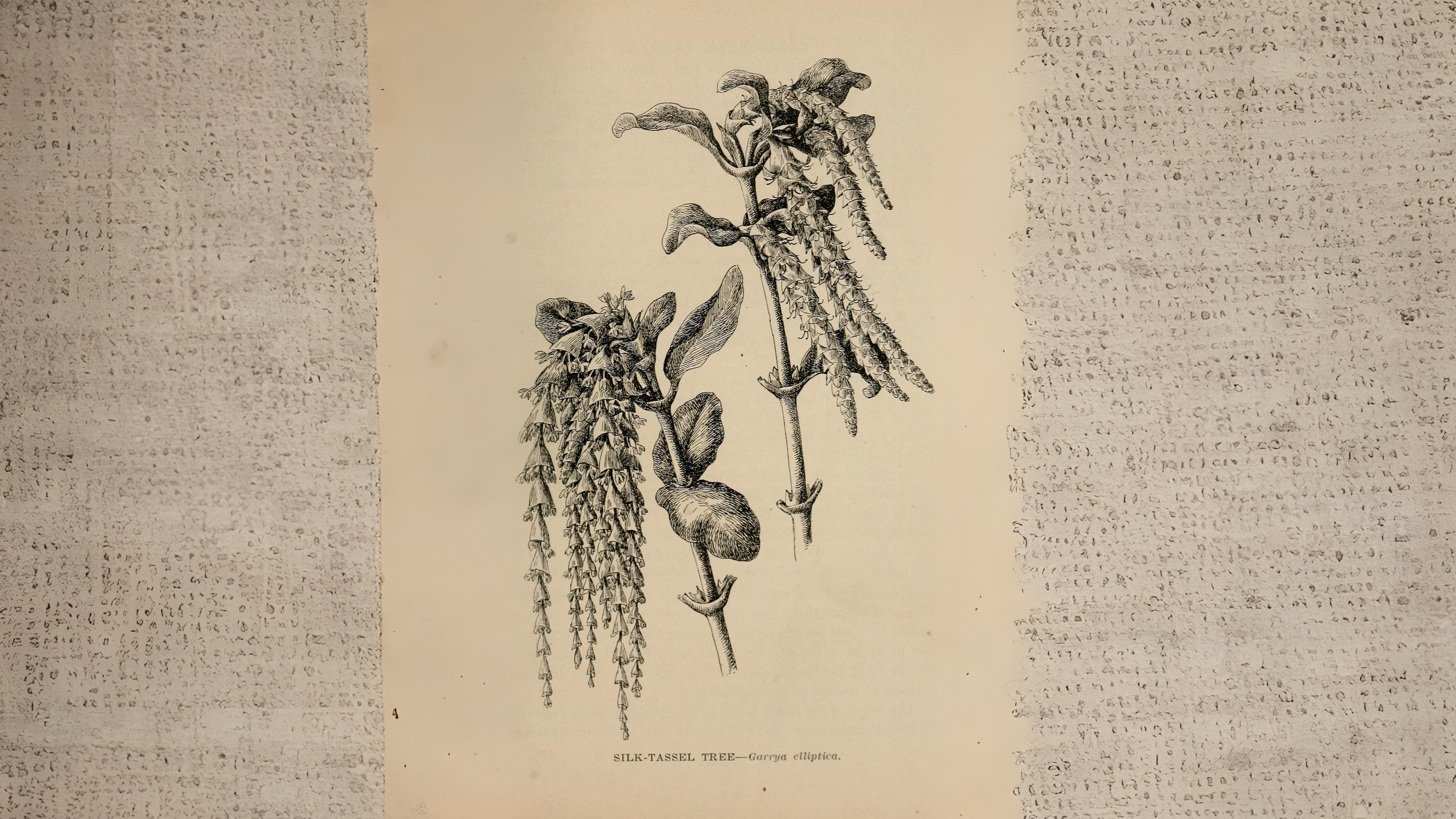 23-Jan January's Garden Shrubs Section Image