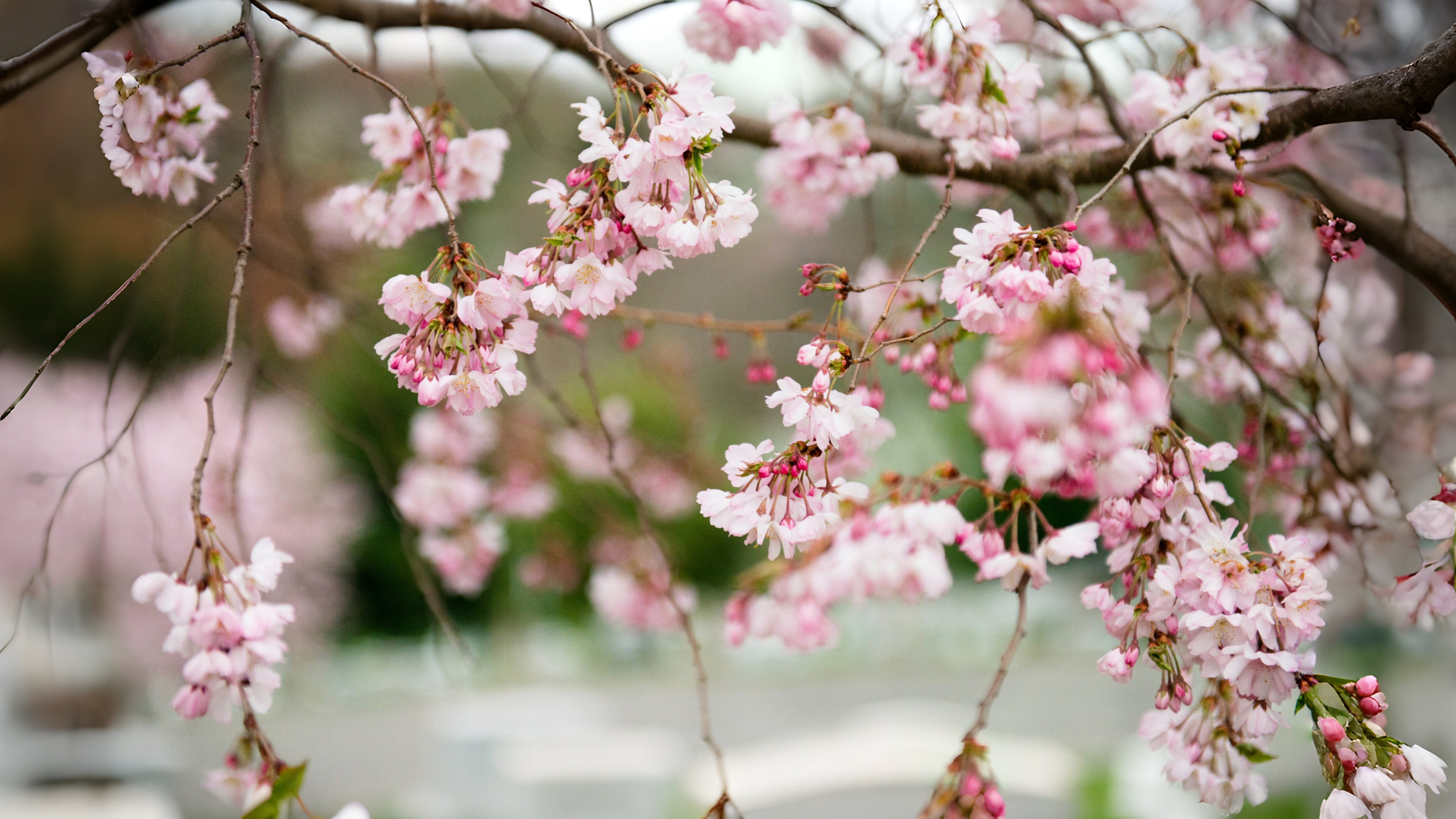 24-Mar London’s Cherry Blossom Bliss Section Image