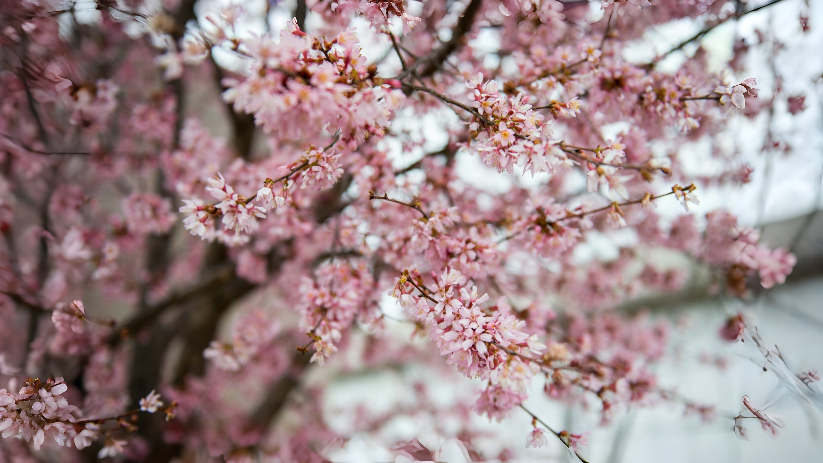 24-Mar London’s Cherry Blossom Bliss Section Image