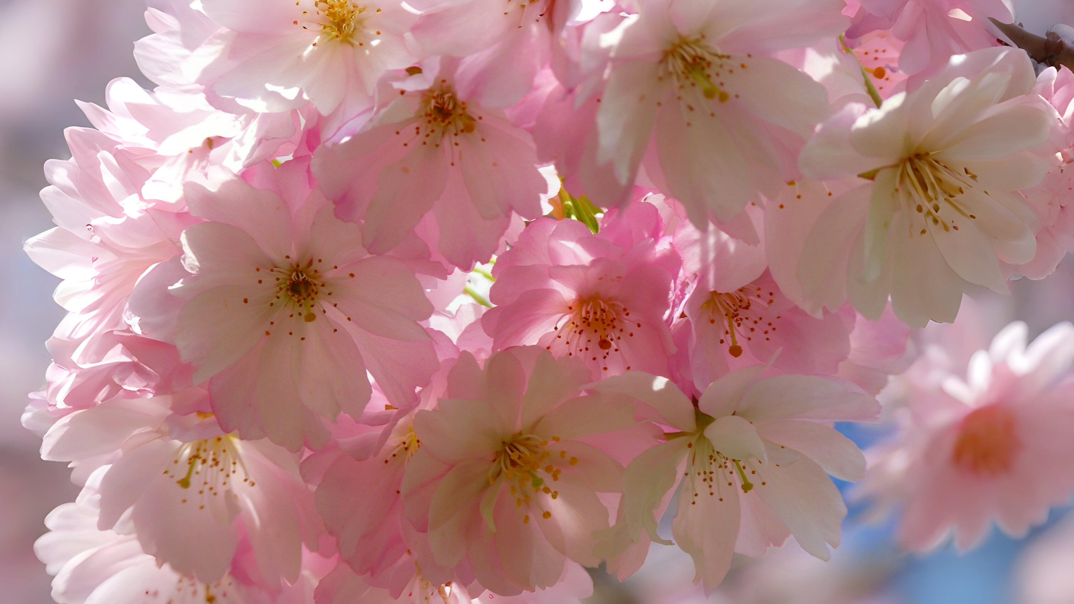 24-Mar London’s Cherry Blossom Bliss Section Image