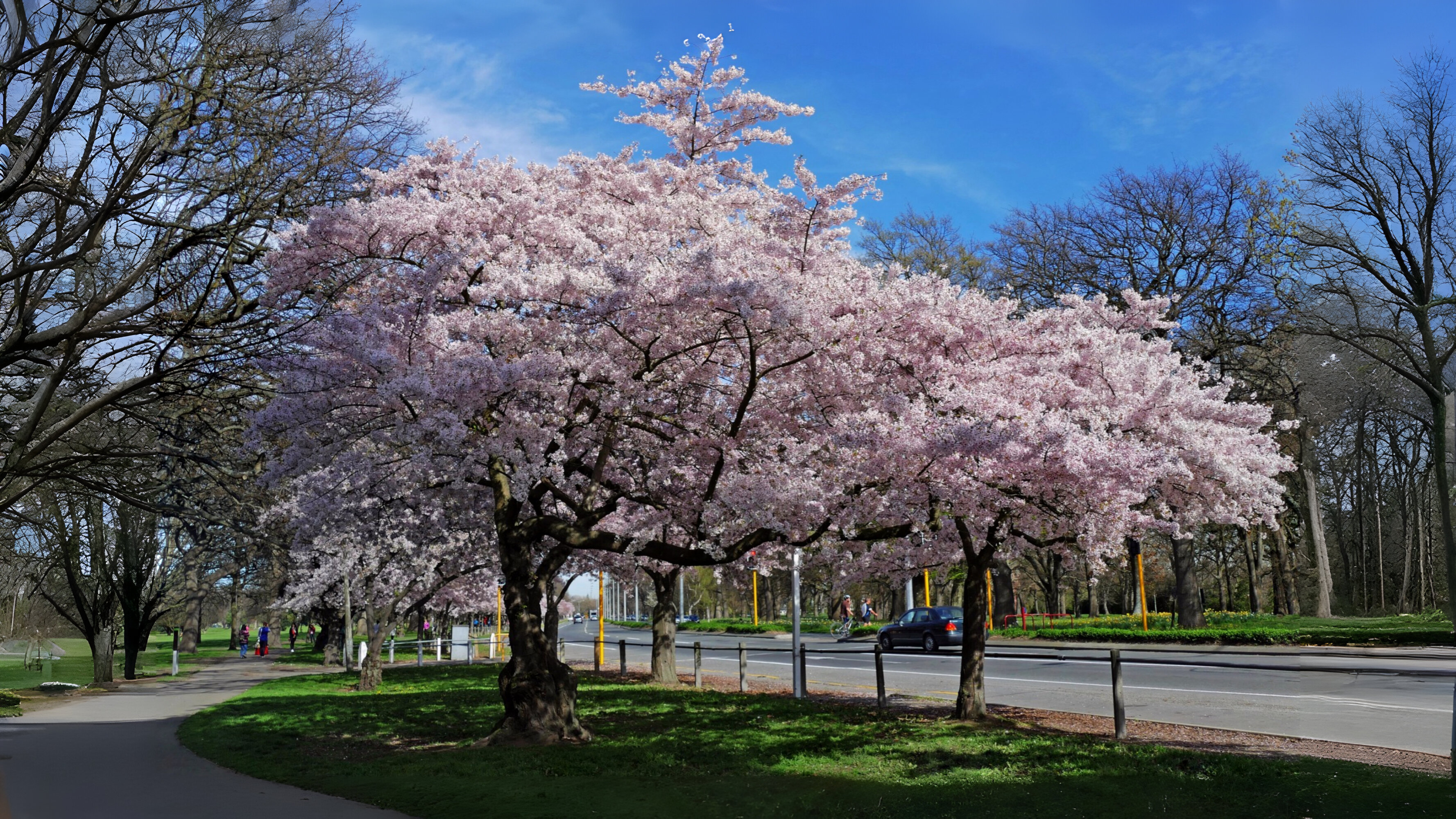 24-Mar London’s Cherry Blossom Bliss Section Image