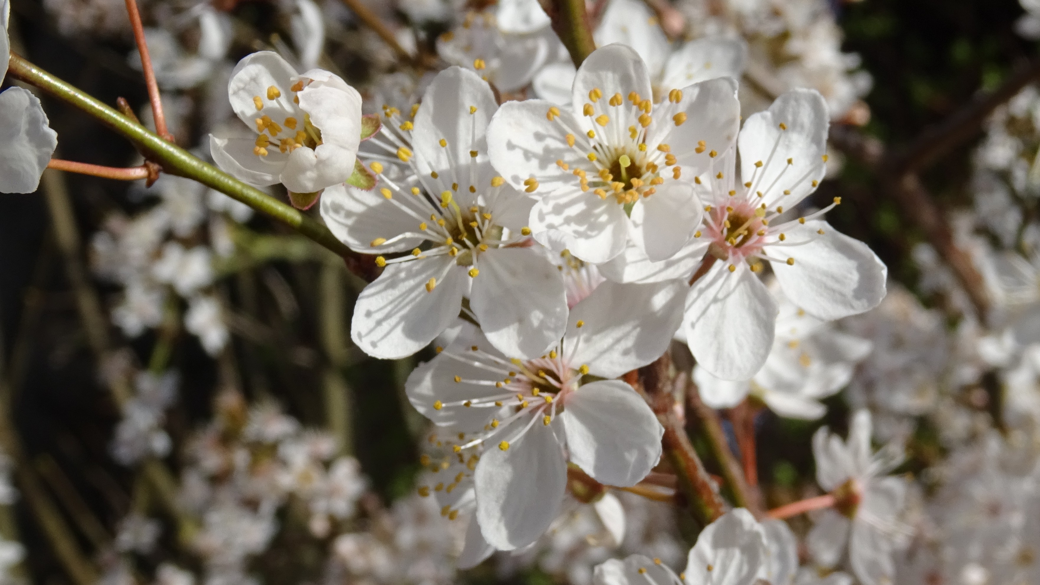 24-Mar London’s Cherry Blossom Bliss Section Image