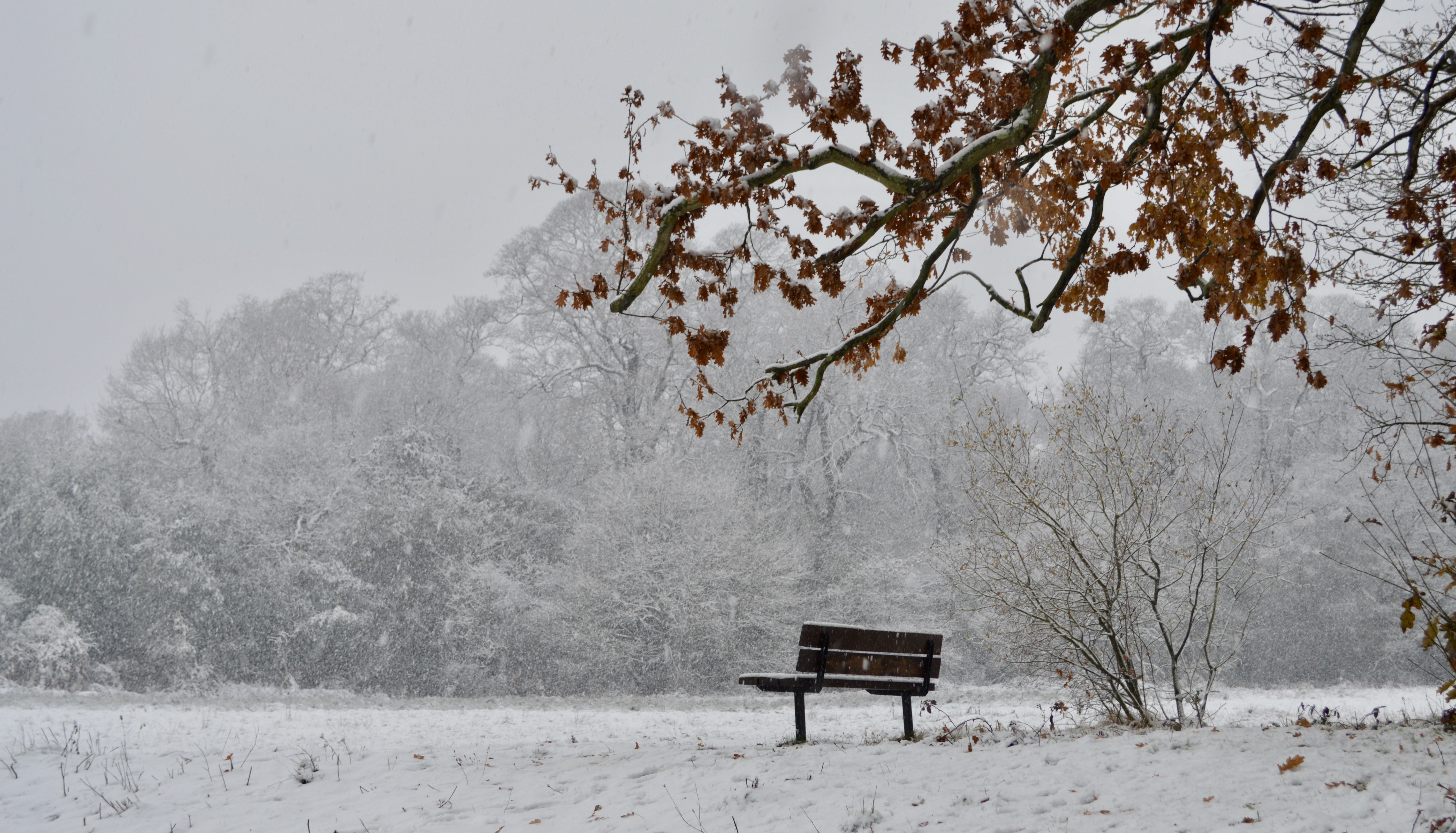 01-Jan Snowdrops and Winter Aconites Section Image