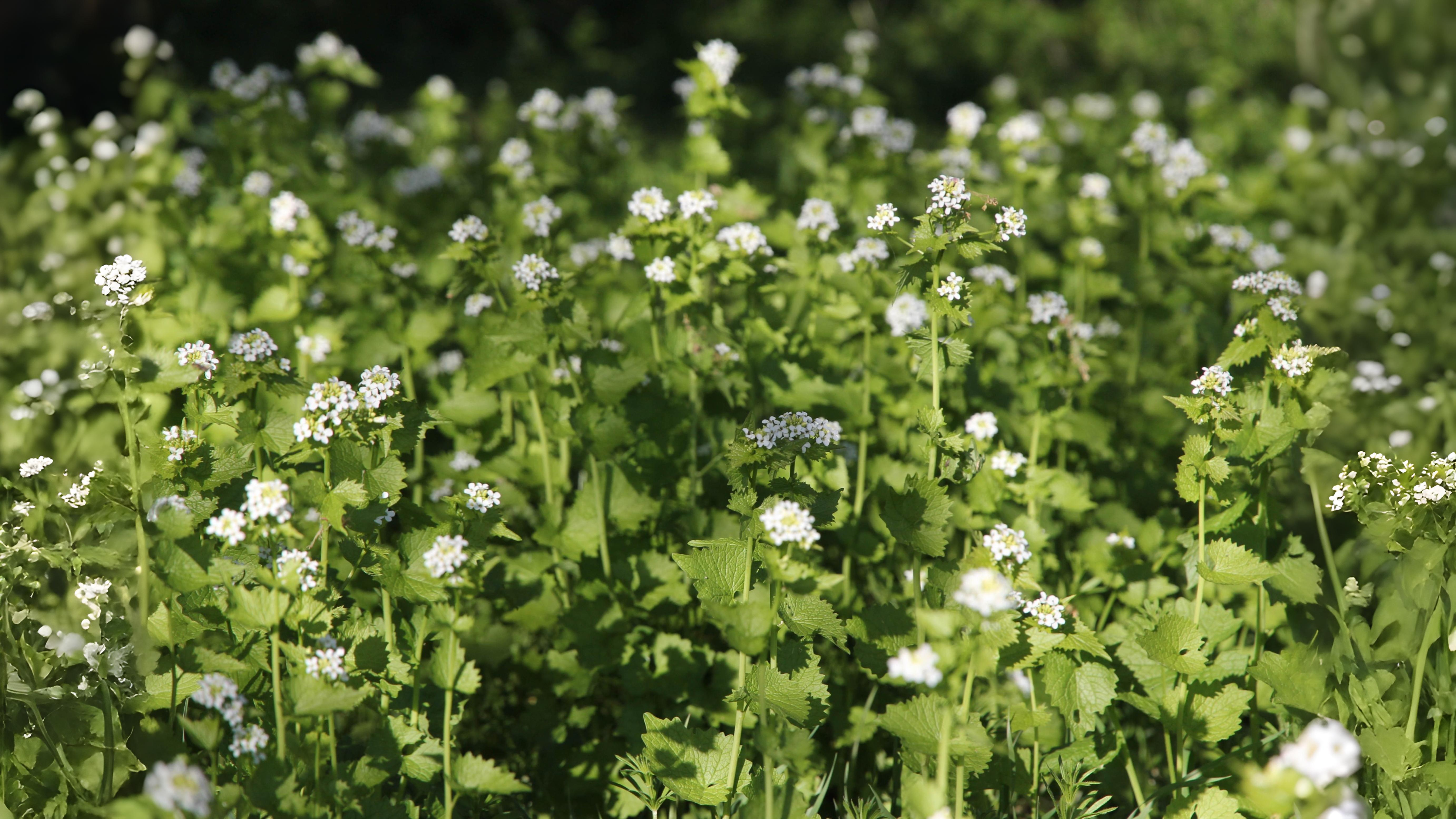 24-Apr Enchanted April: London’s Woodland Blooms Section Image