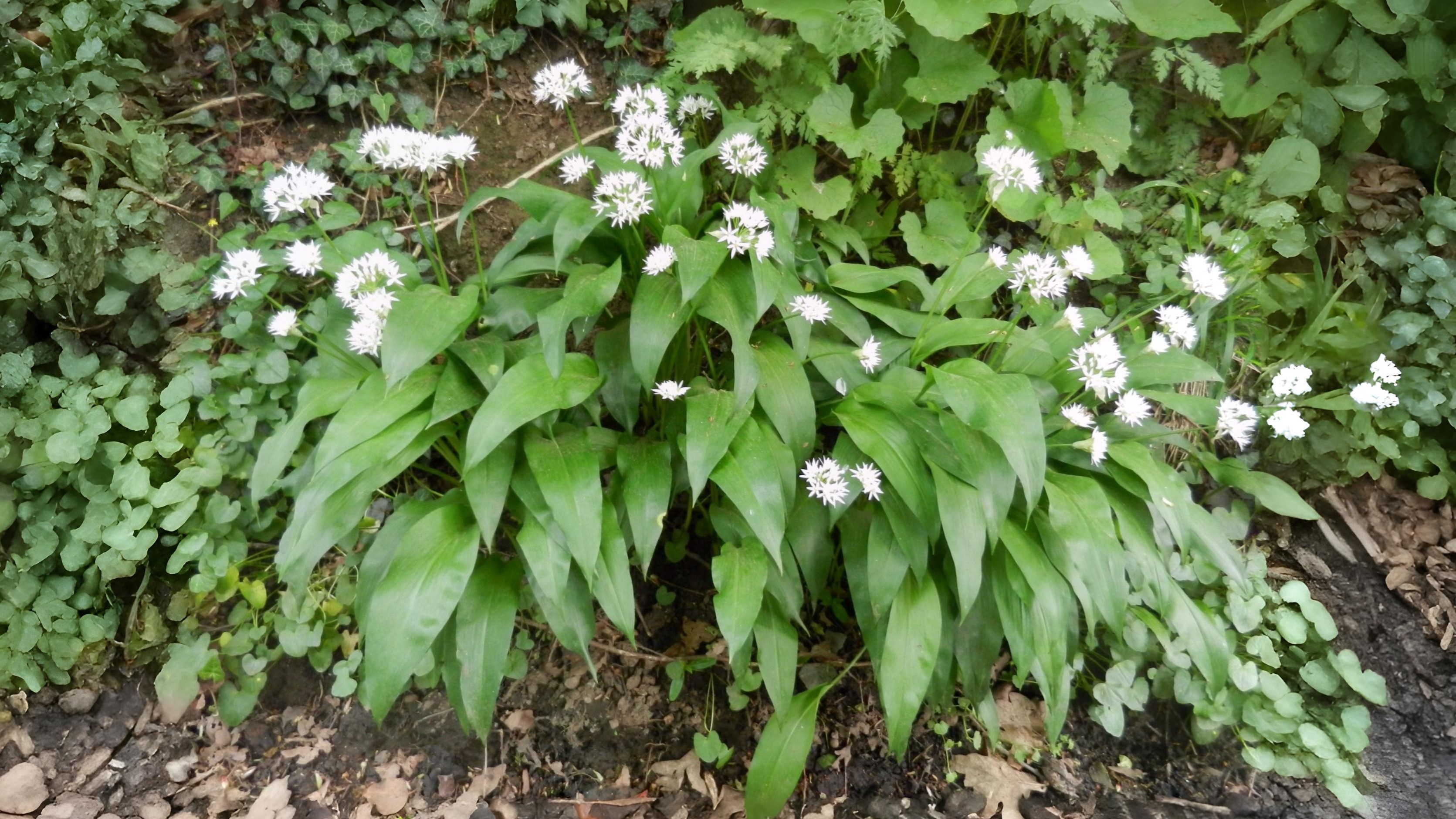 24-Apr Enchanted April: London’s Woodland Blooms Section Image