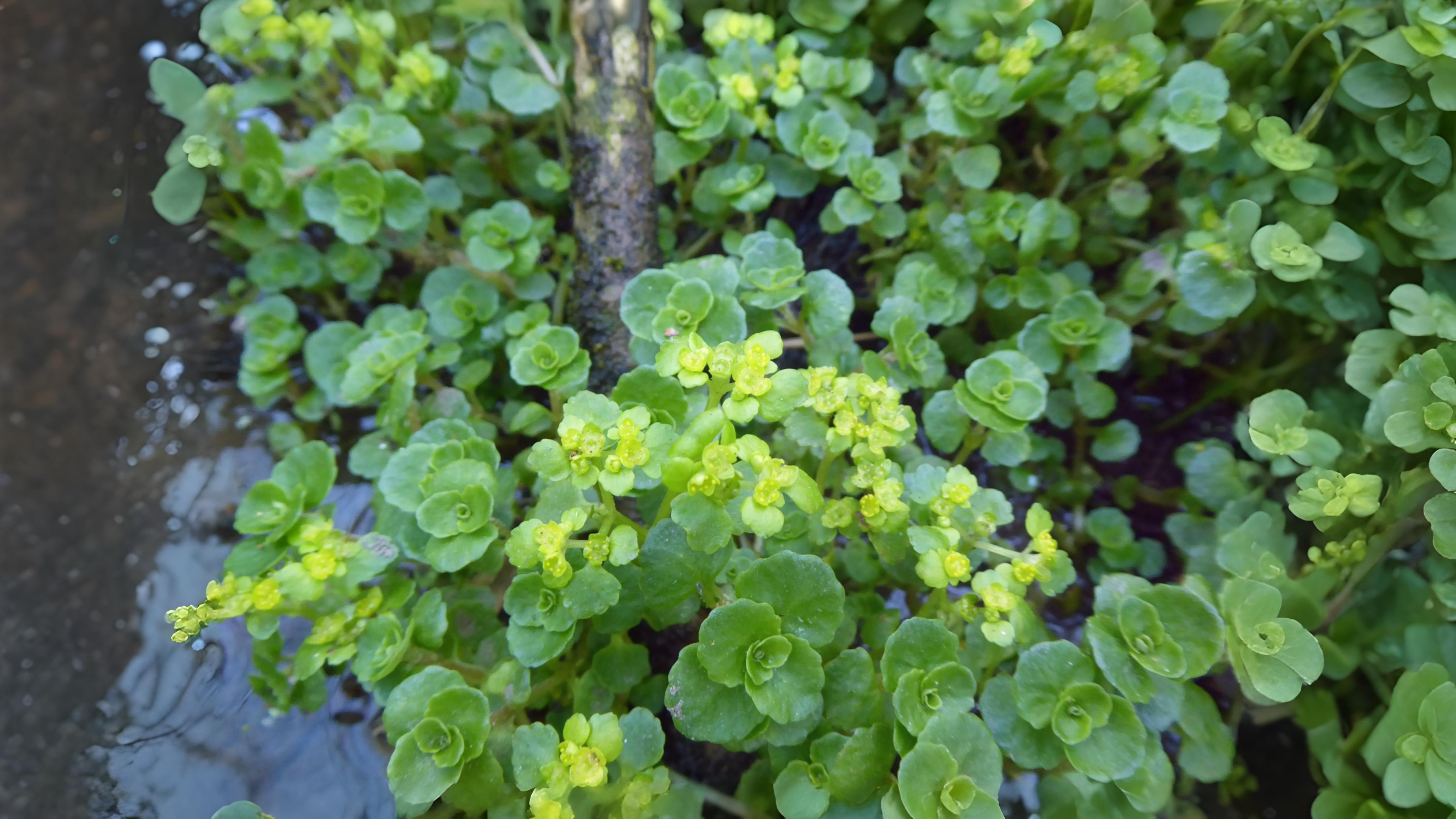 24-Apr Enchanted April: London’s Woodland Blooms Section Image