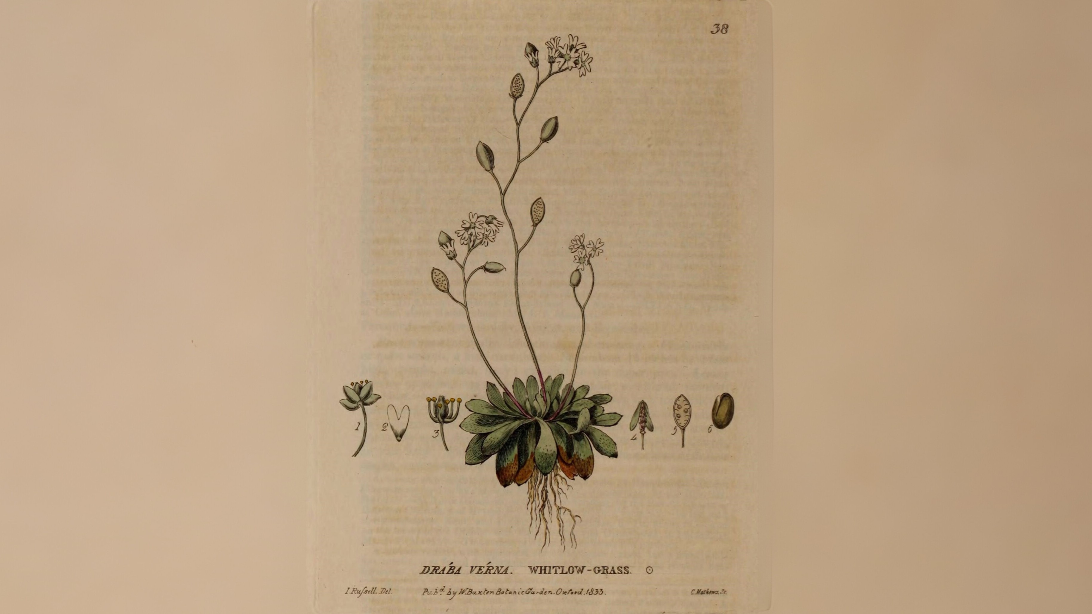 24-Feb Wild Flowers and Alien Blooms Section Image