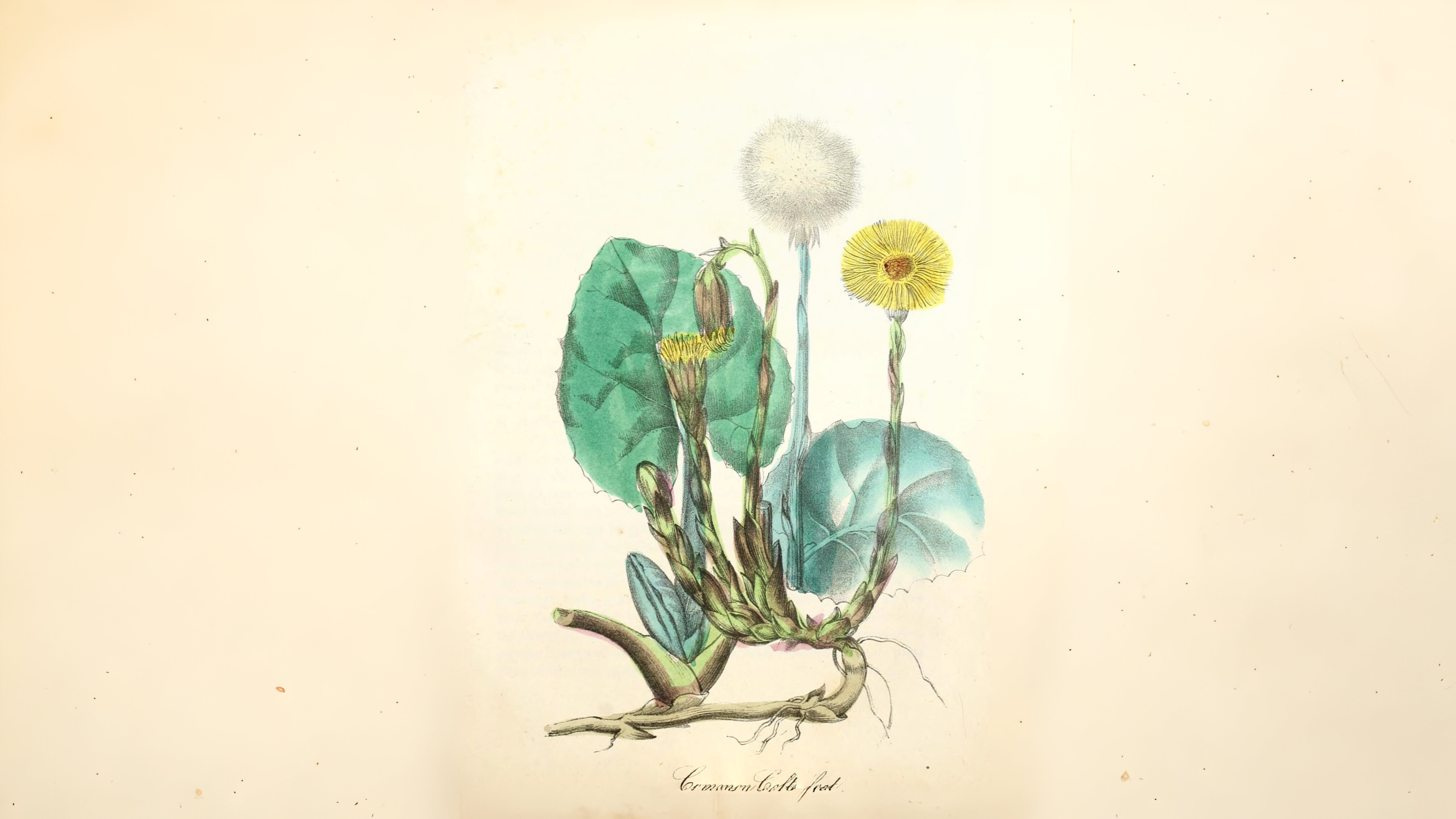 24-Feb Wild Flowers and Alien Blooms Section Image