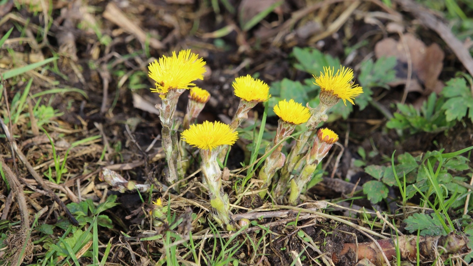 24-Feb Wild Flowers and Alien Blooms Section Image