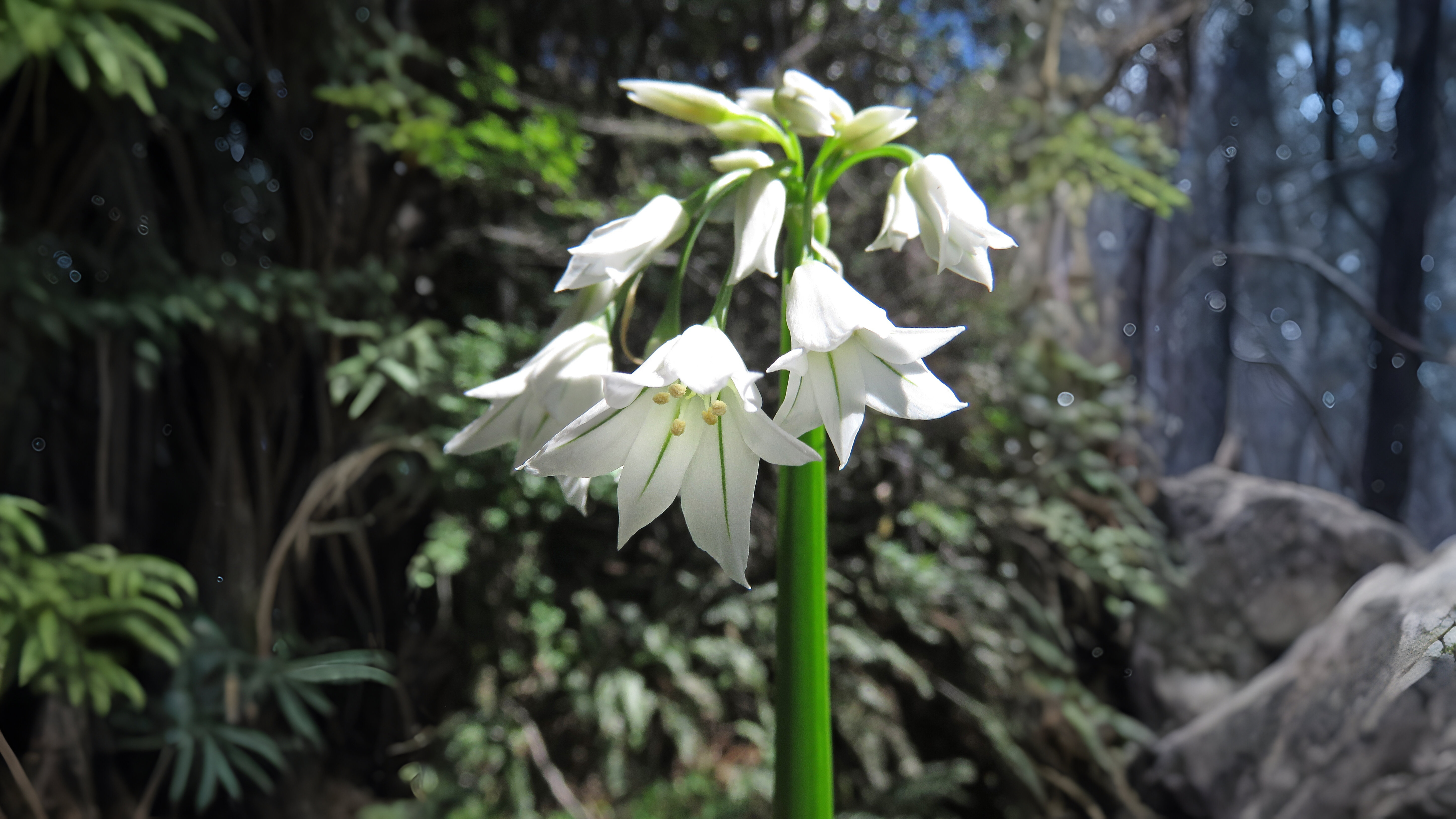 24-Feb Wild Flowers and Alien Blooms Section Image