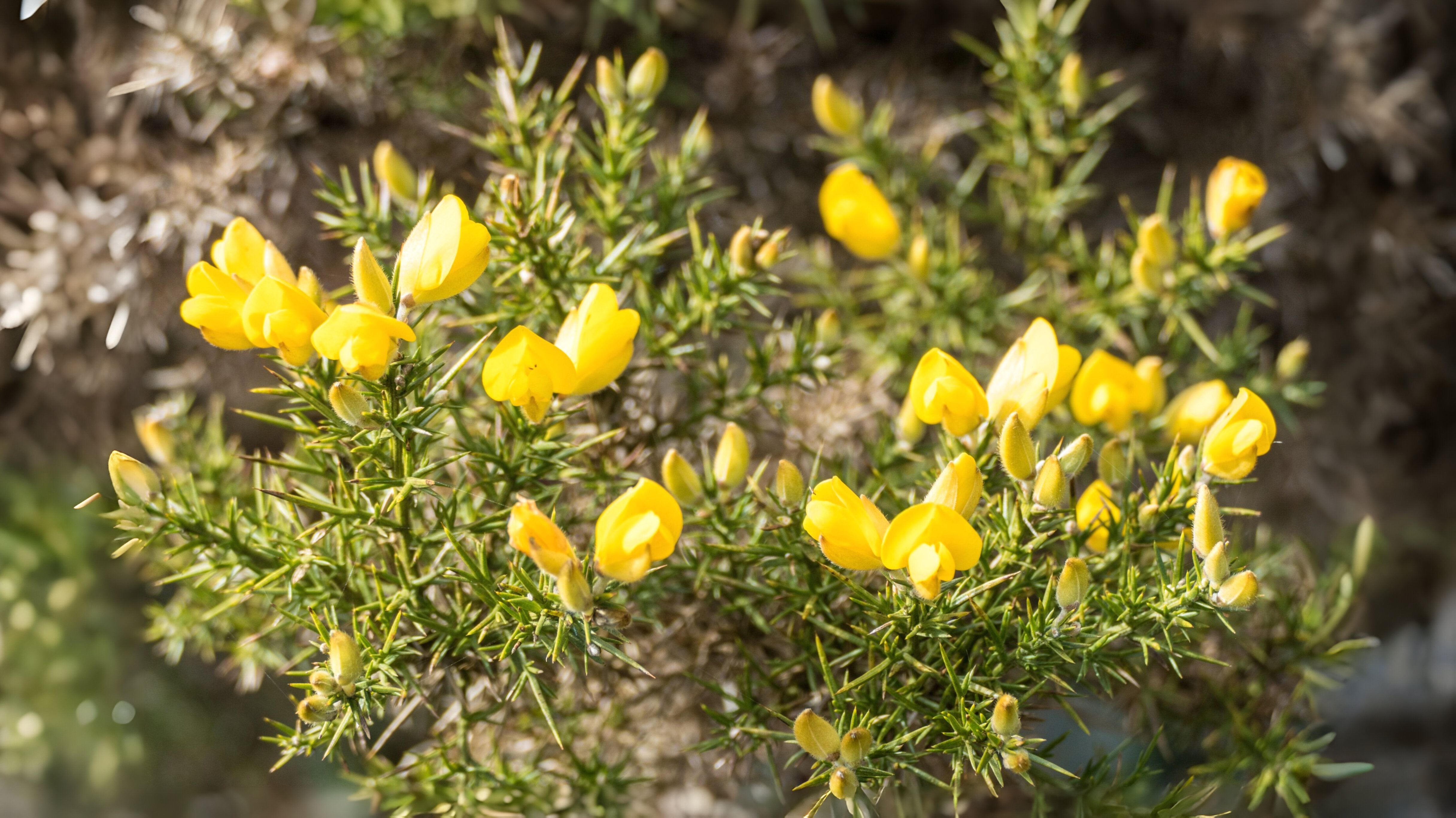 24-Jan Wild Shrubs in Winter Section Image
