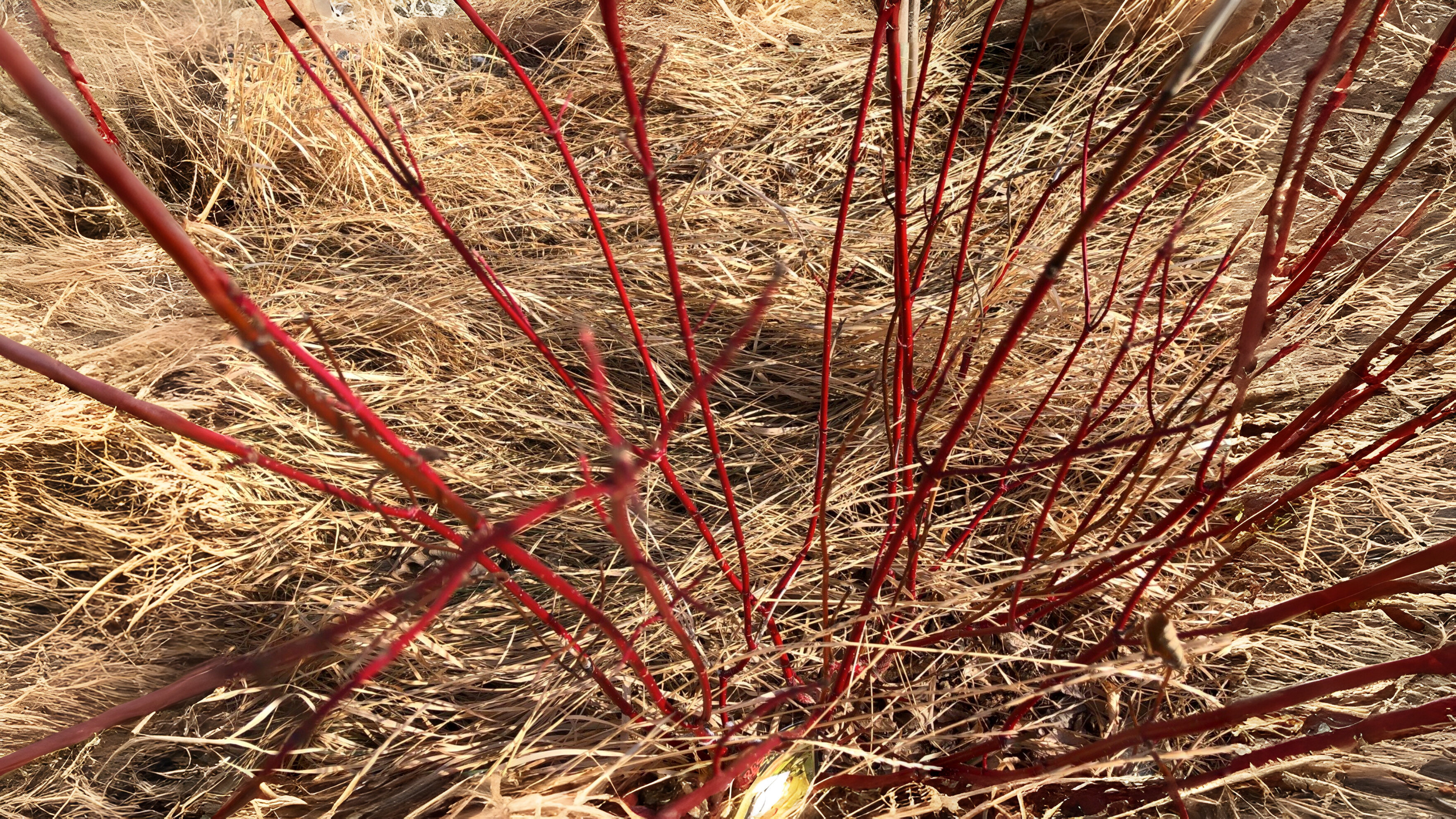 24-Jan Wild Shrubs in Winter Section Image