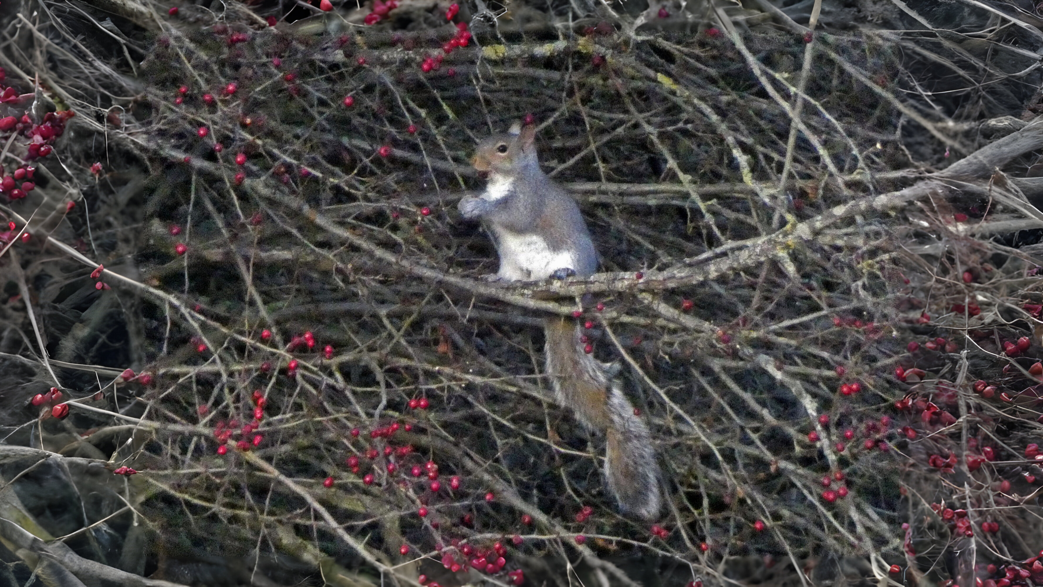 24-Jan Wild Shrubs in Winter Section Image