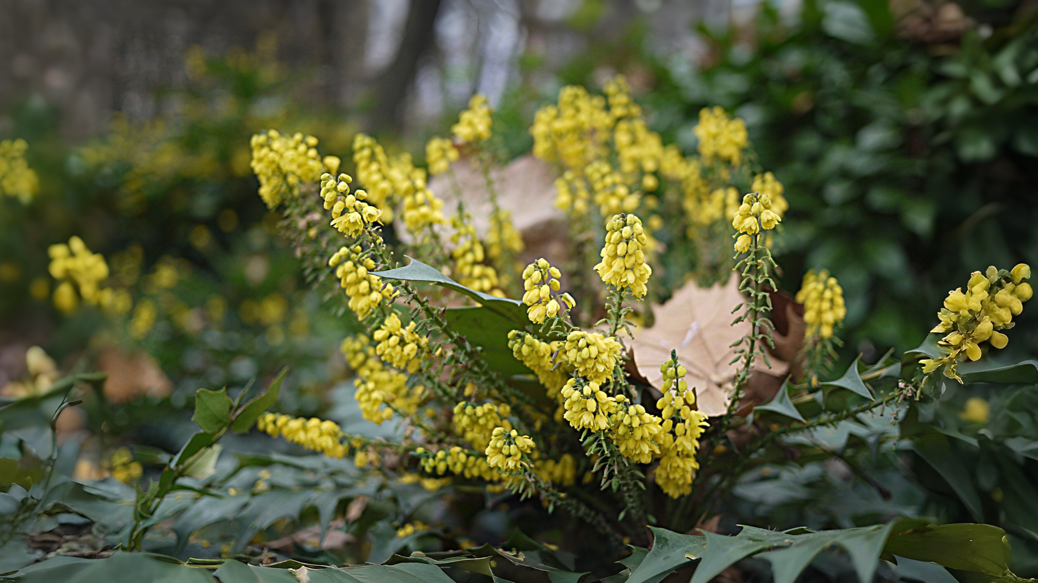 24-Jan Wild Shrubs in Winter Section Image