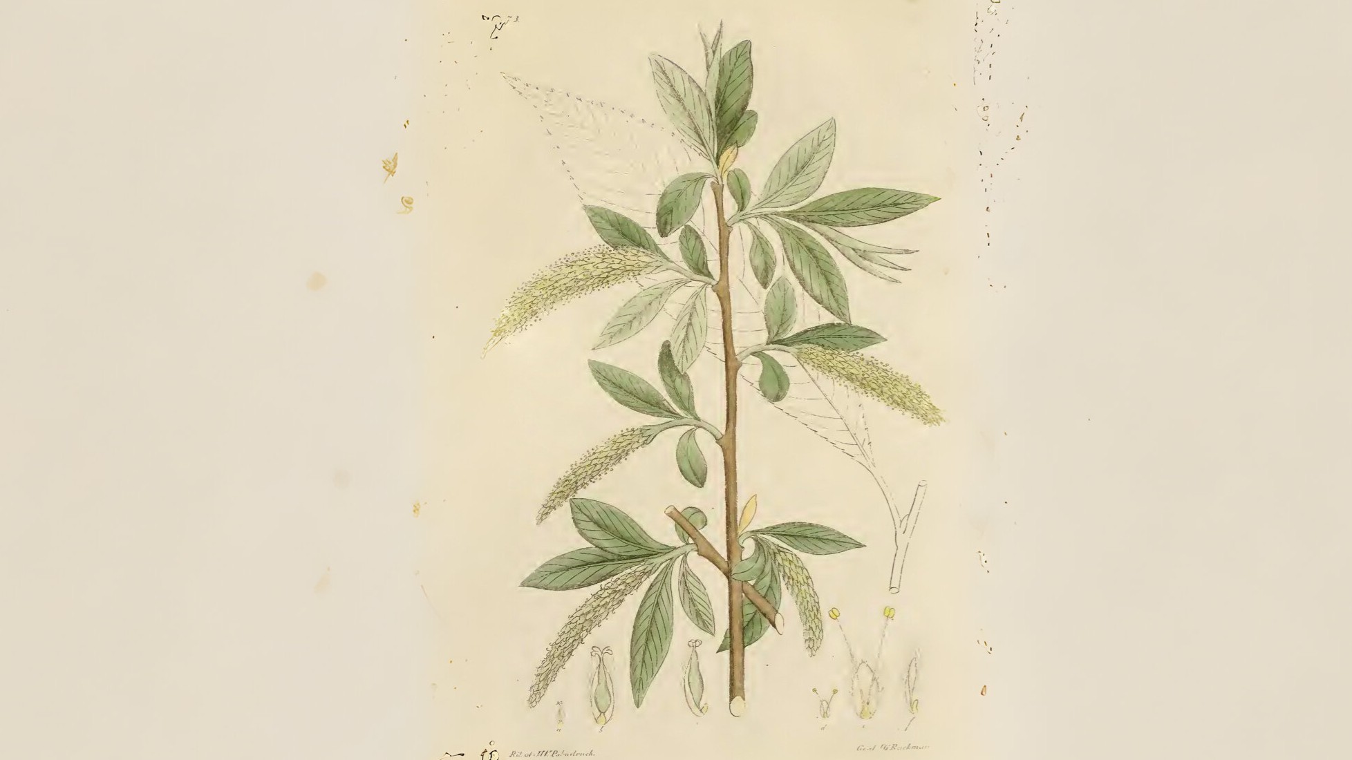 25-Mar London’s Willow and Poplar Magic Section Image
