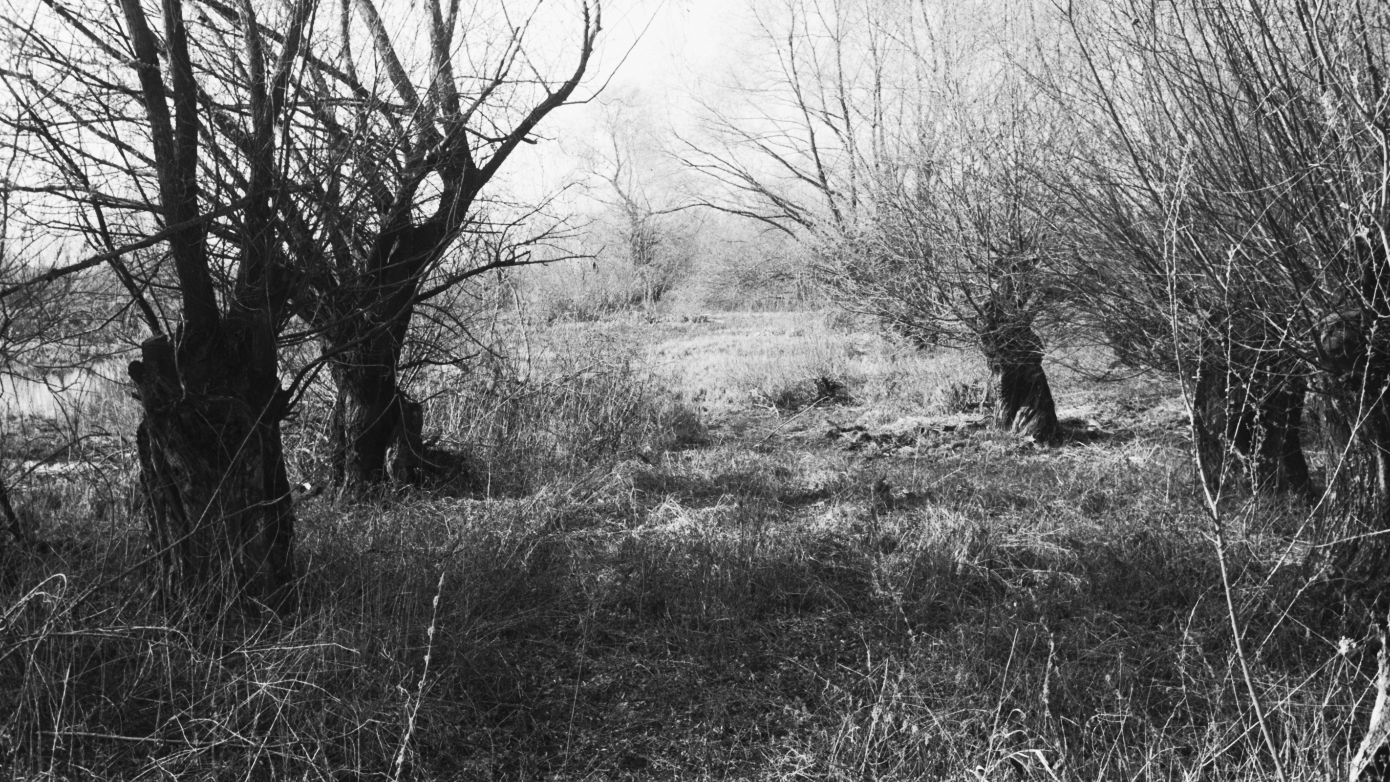 25-Mar London’s Willow and Poplar Magic Section Image