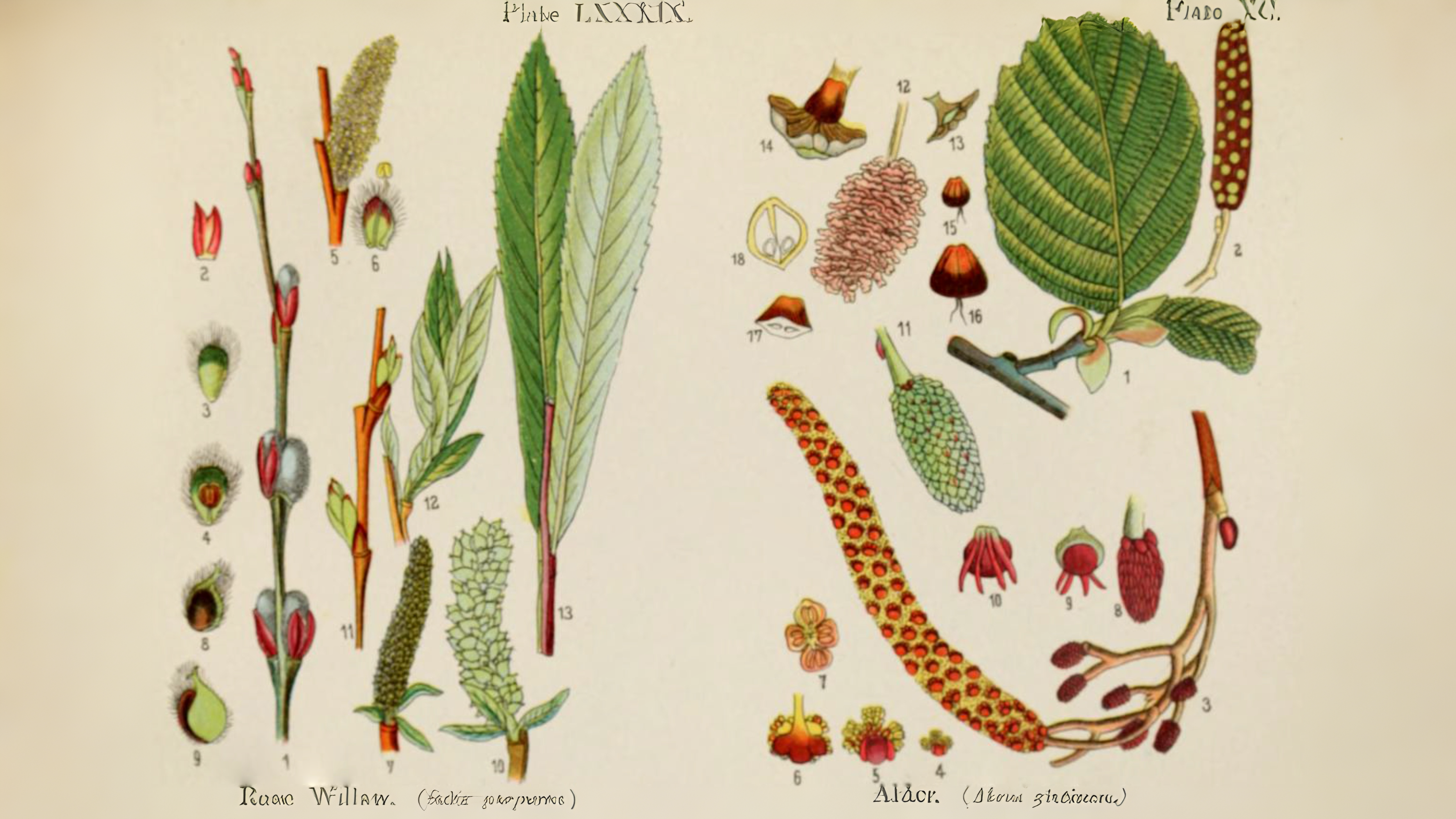25-Mar London’s Willow and Poplar Magic Section Image