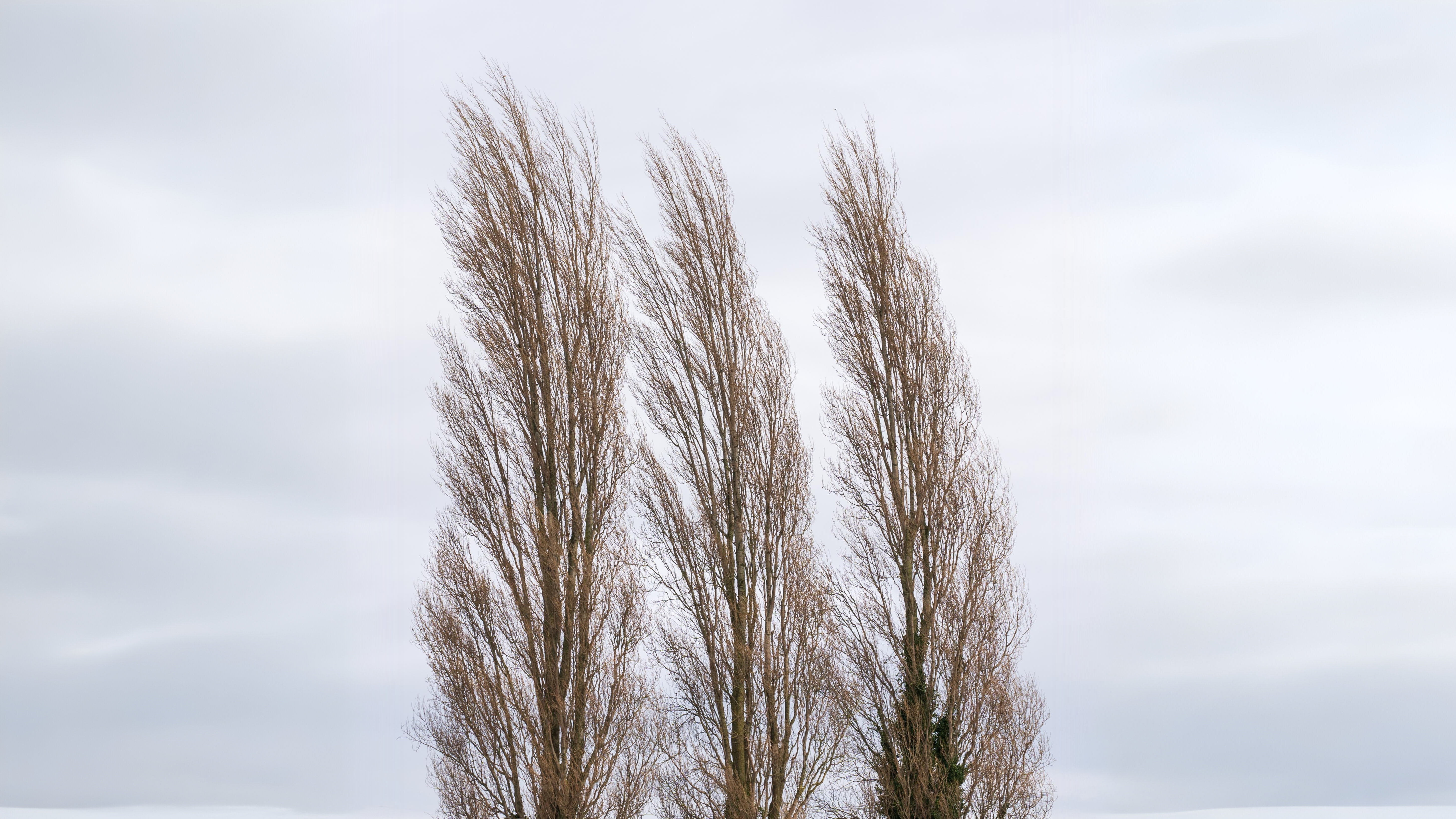 25-Mar London’s Willow and Poplar Magic Section Image
