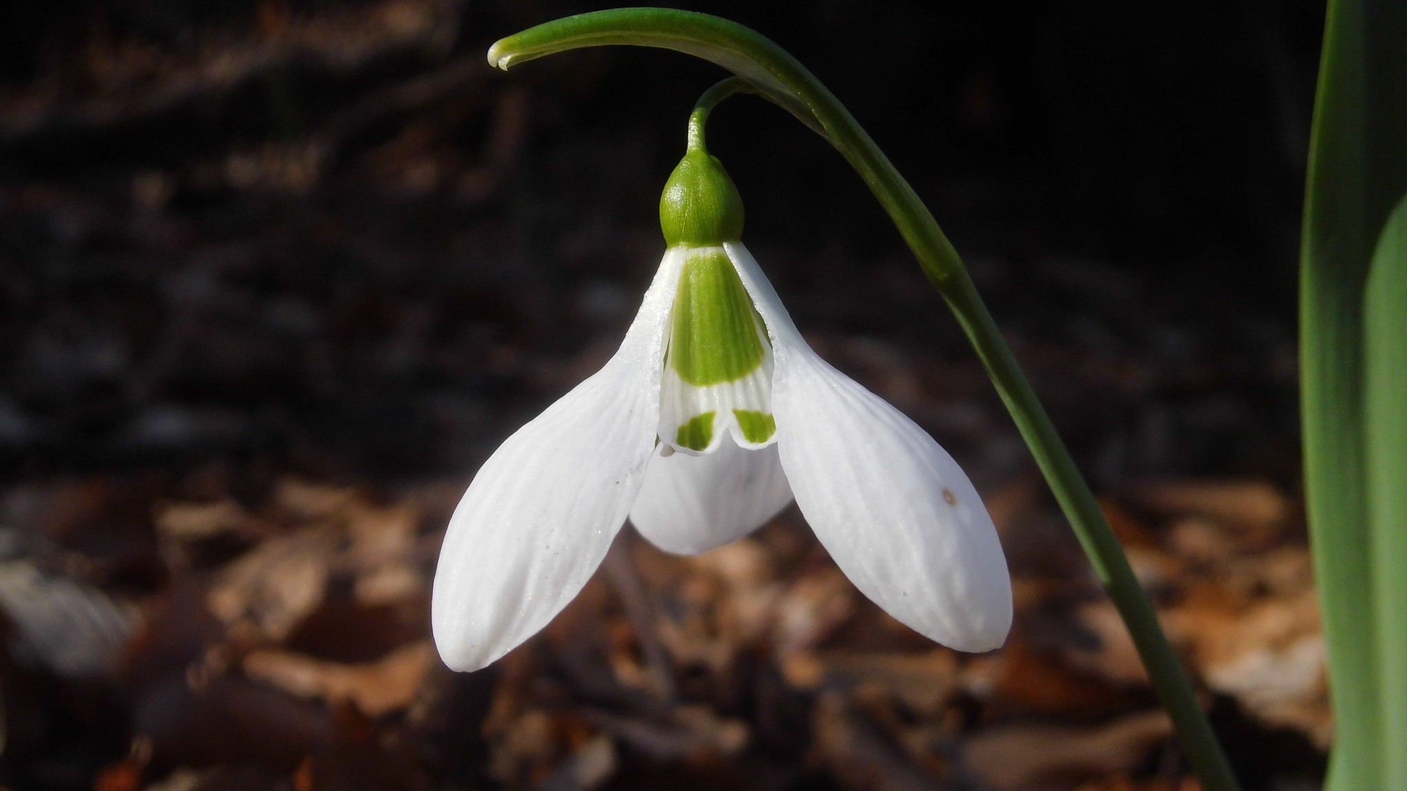 01-Jan Snowdrops and Winter Aconites Section Image