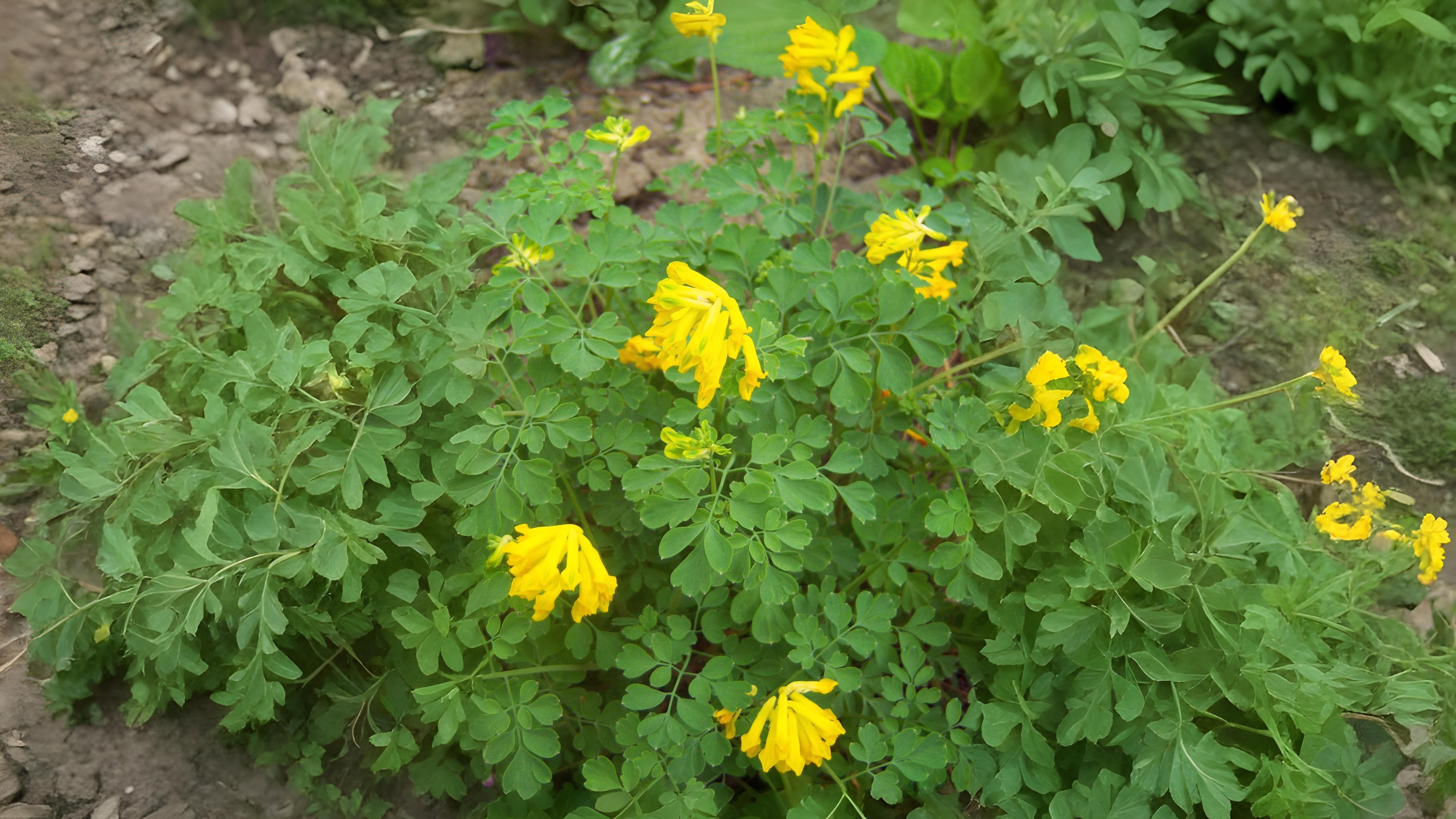 25-Apr April’s Garden Marvels: Beyond the Blossom Section Image