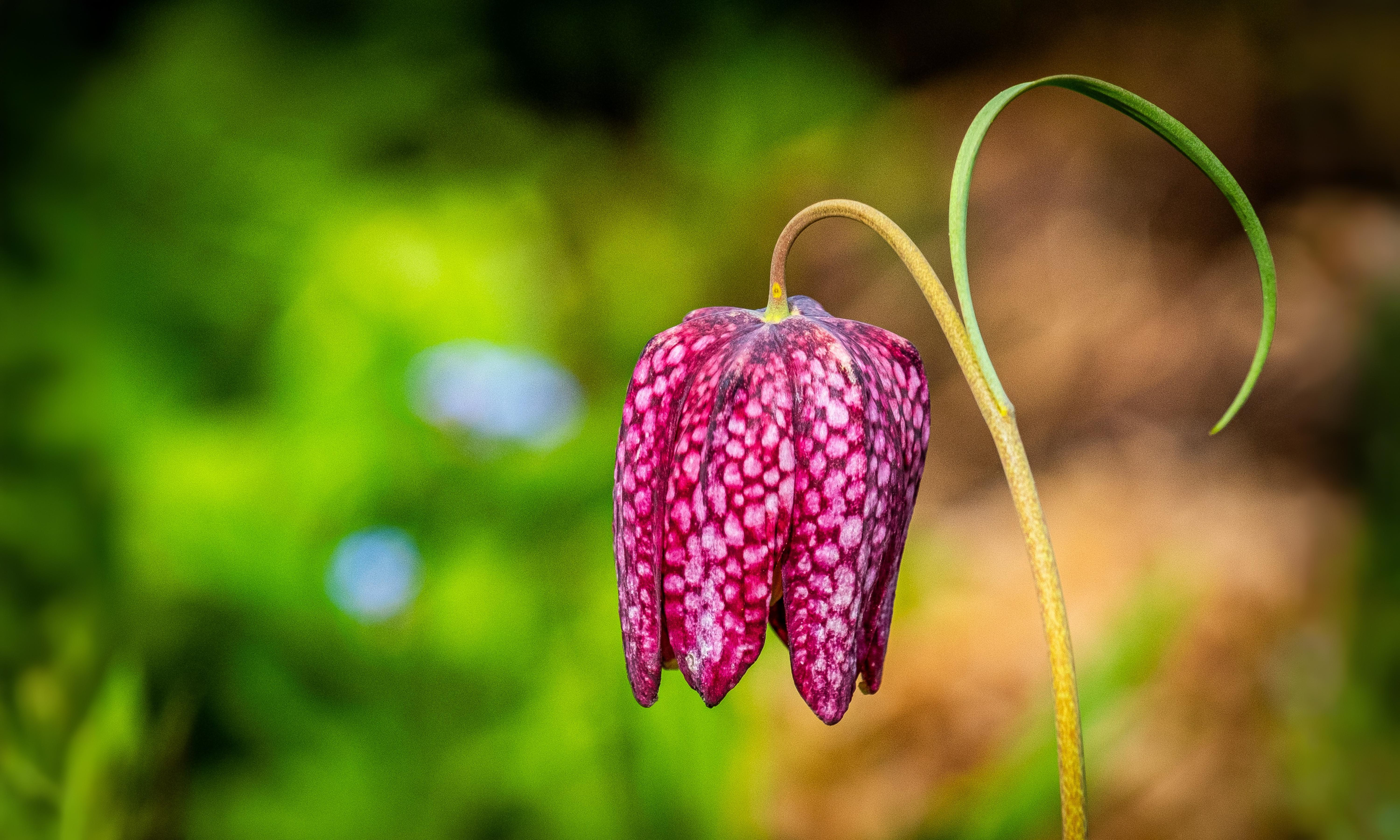 25-Apr April’s Garden Marvels: Beyond the Blossom Section Image