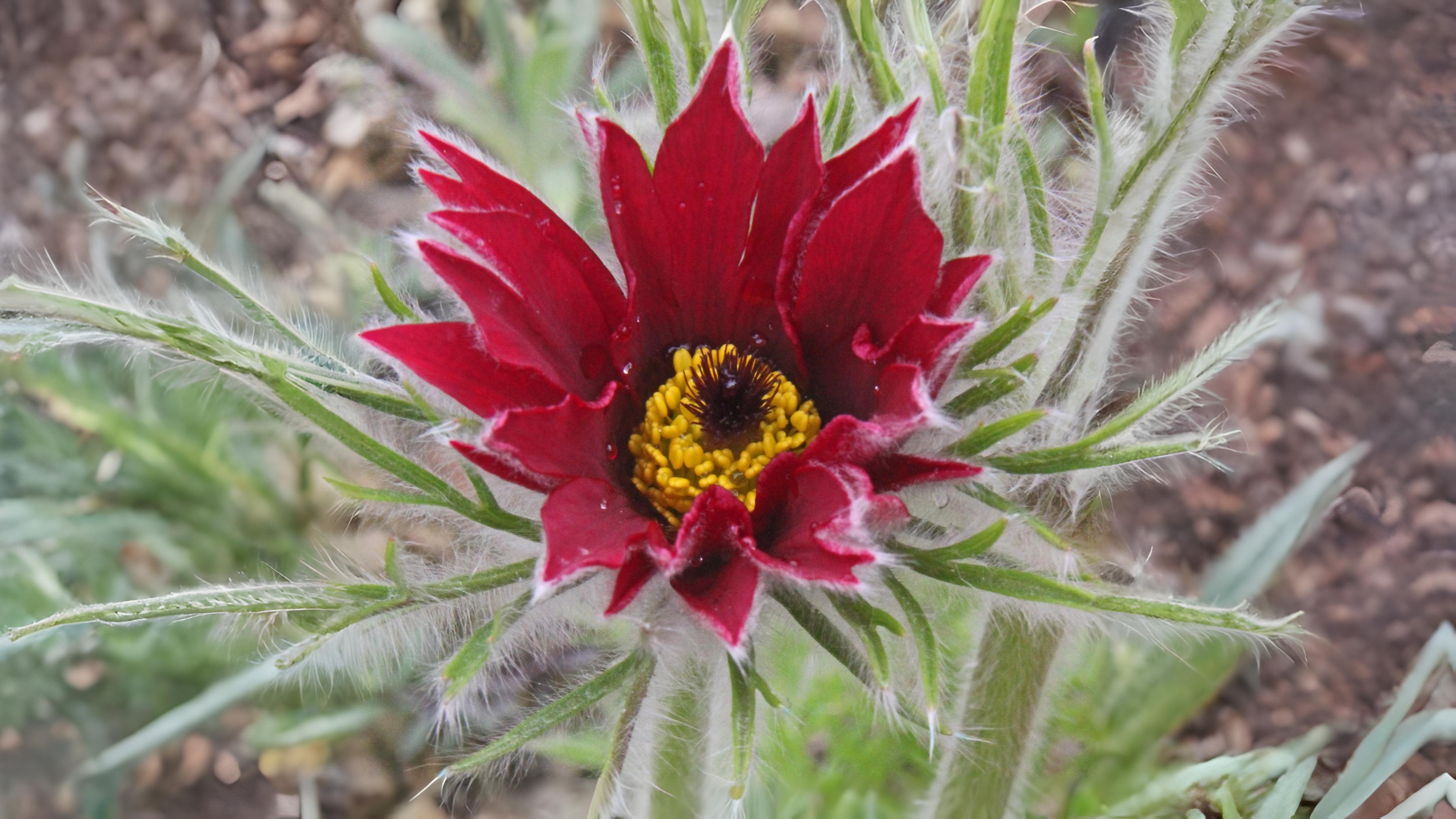 25-Apr April’s Garden Marvels: Beyond the Blossom Section Image